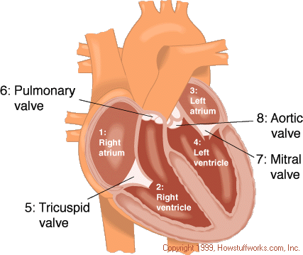 مرجع متخصصين ايران ساختار قلب