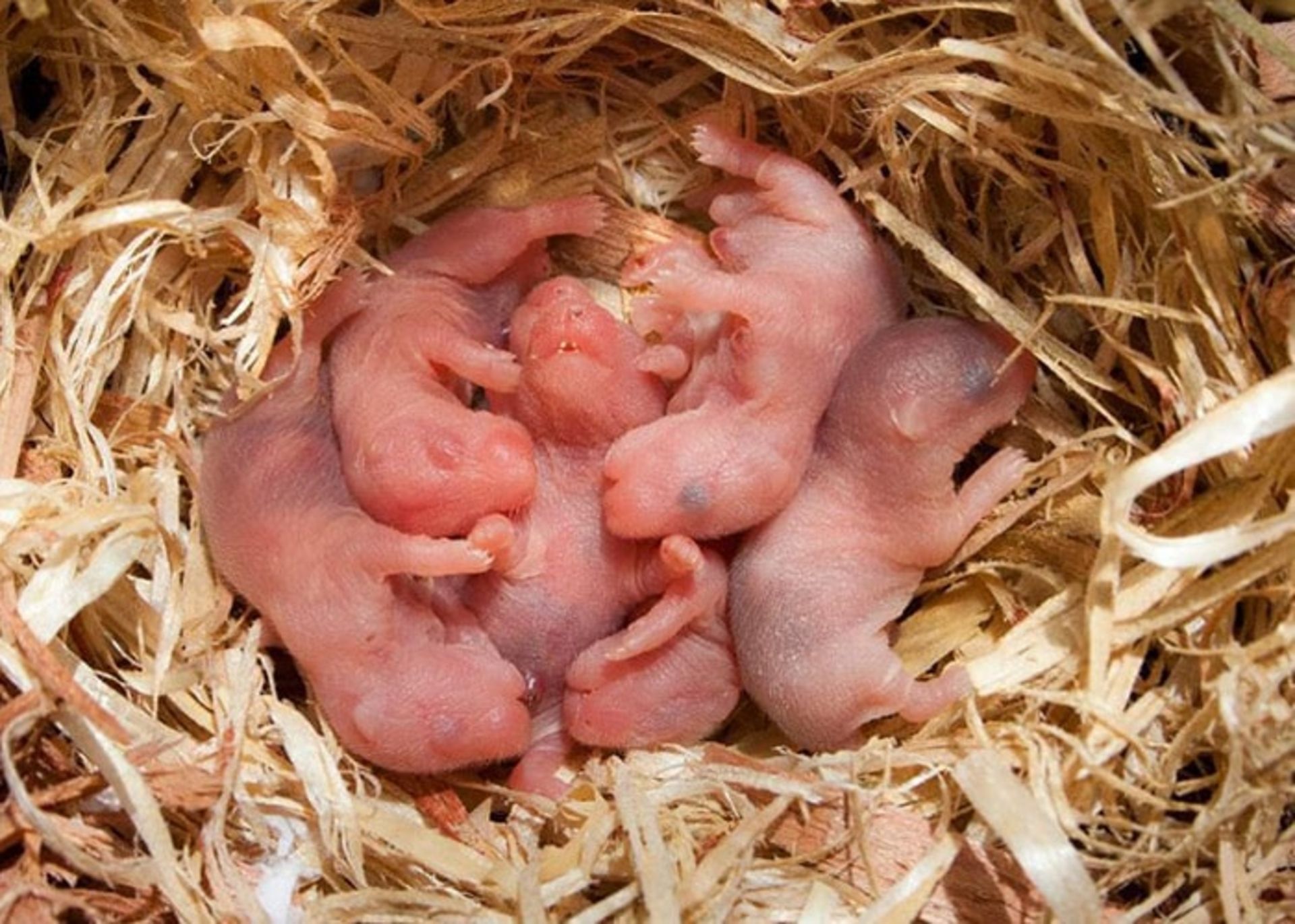 موشهای حاصل از والدین هم جنس