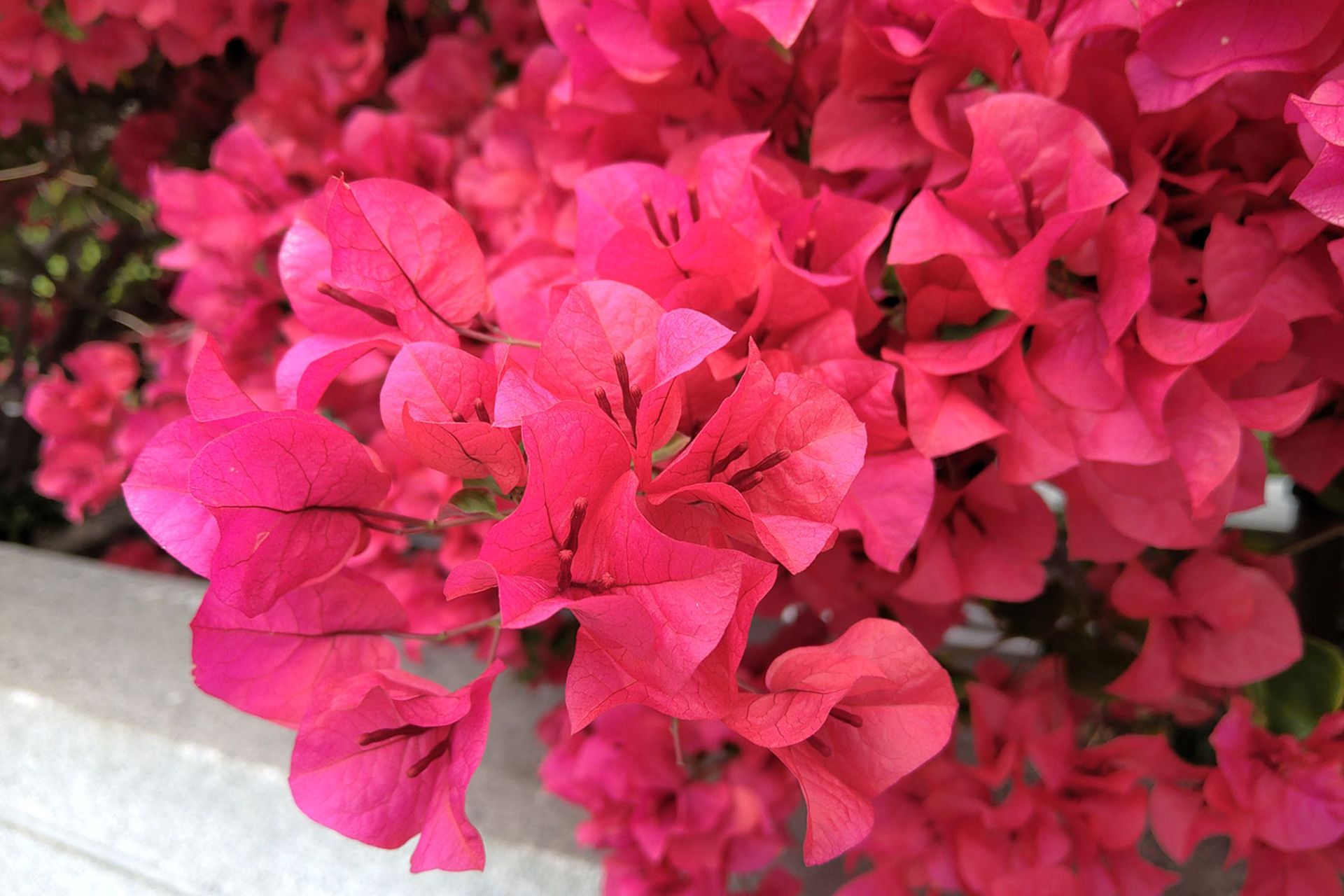 نمونه عکس ریزر فون ۲ / Razer Phone 2