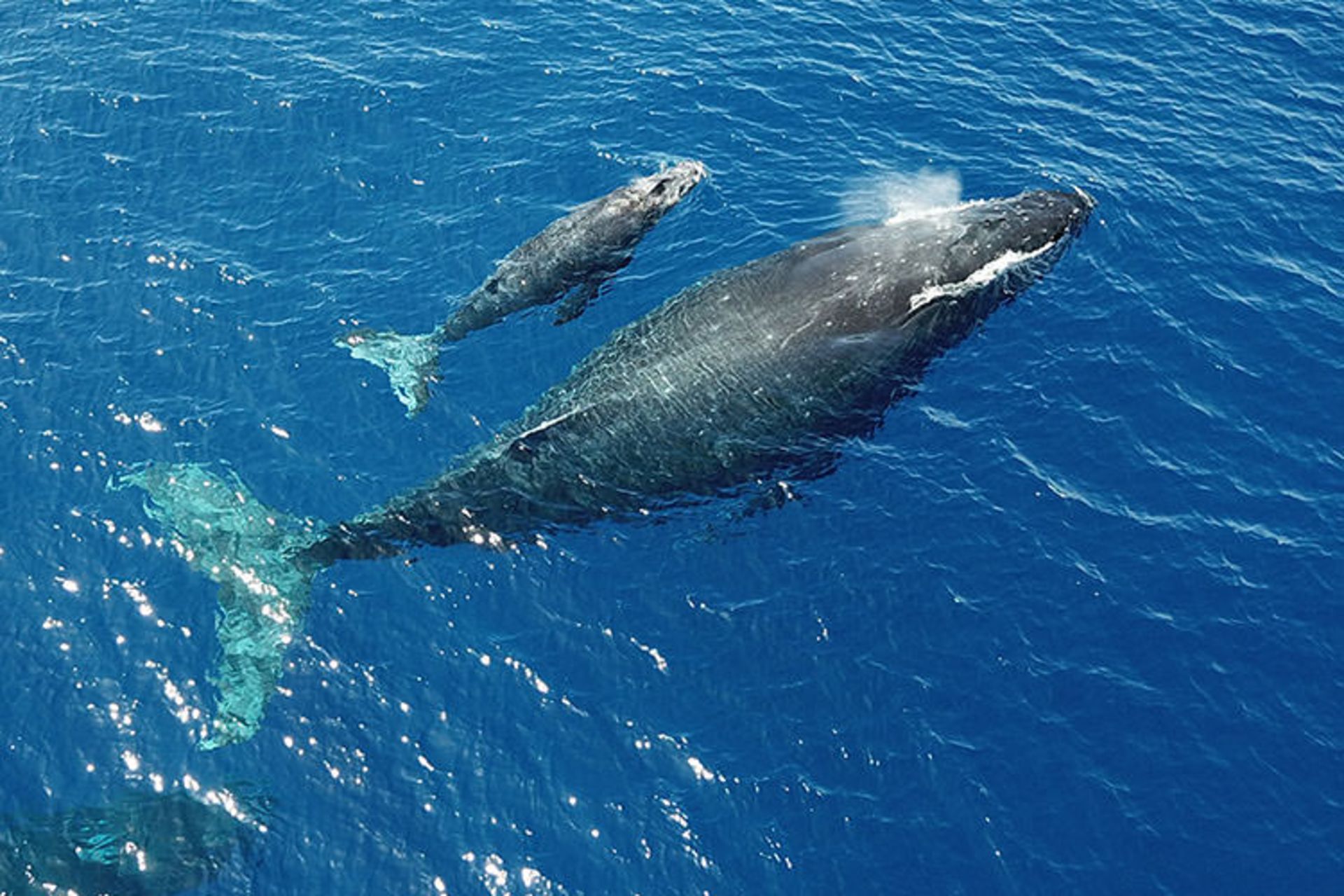 نهنگ گوژپشت