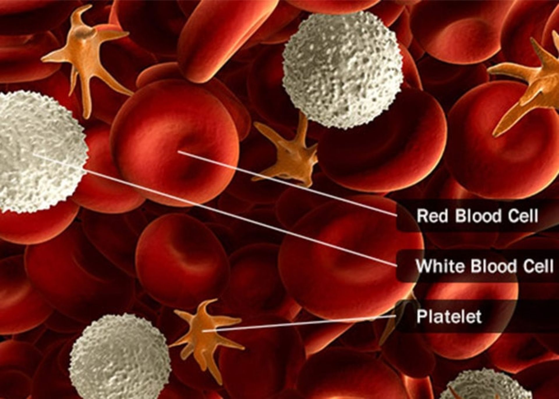 مرجع متخصصين ايران سلول هاي خون