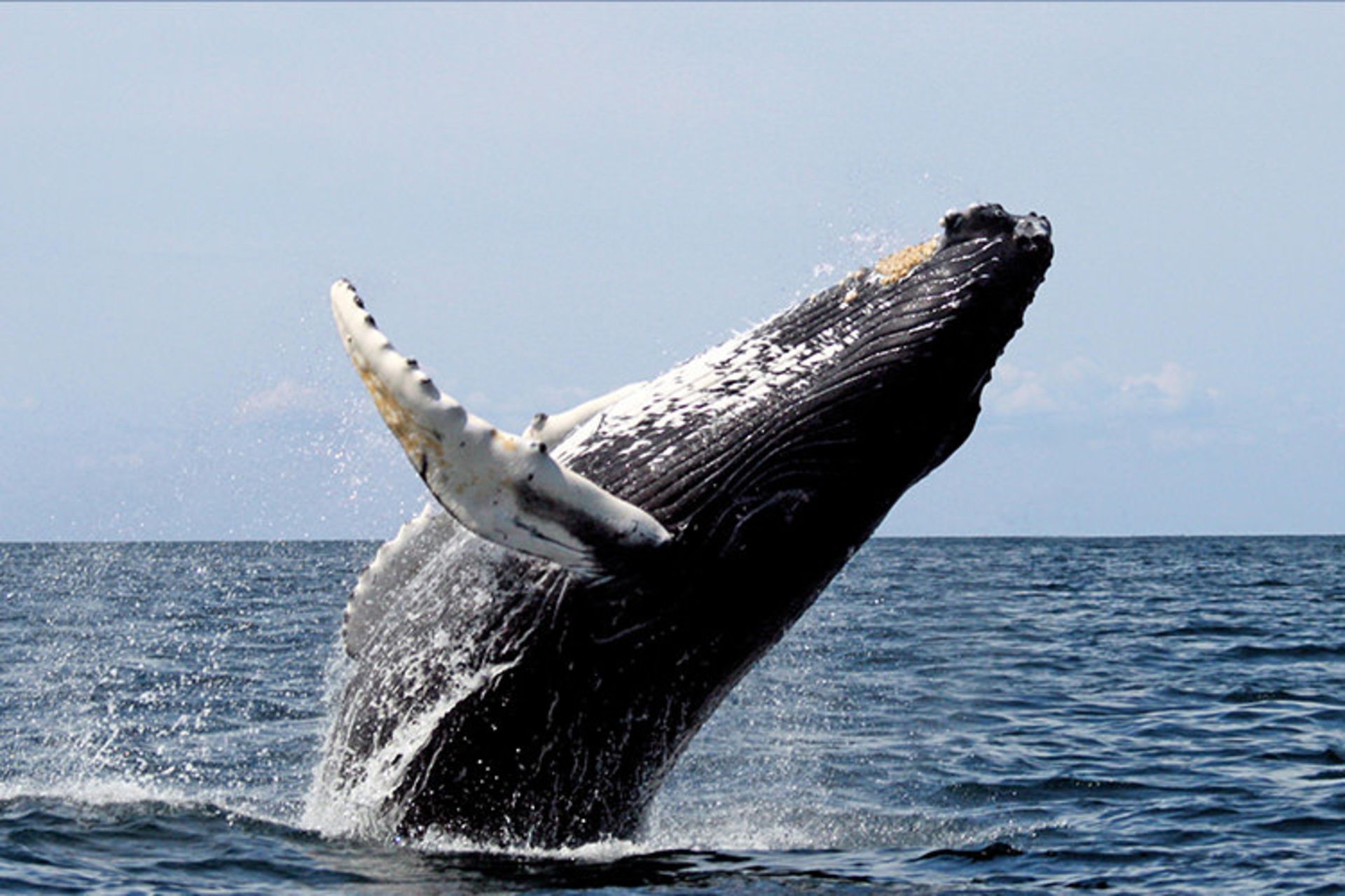 نهنگ گوژپشت