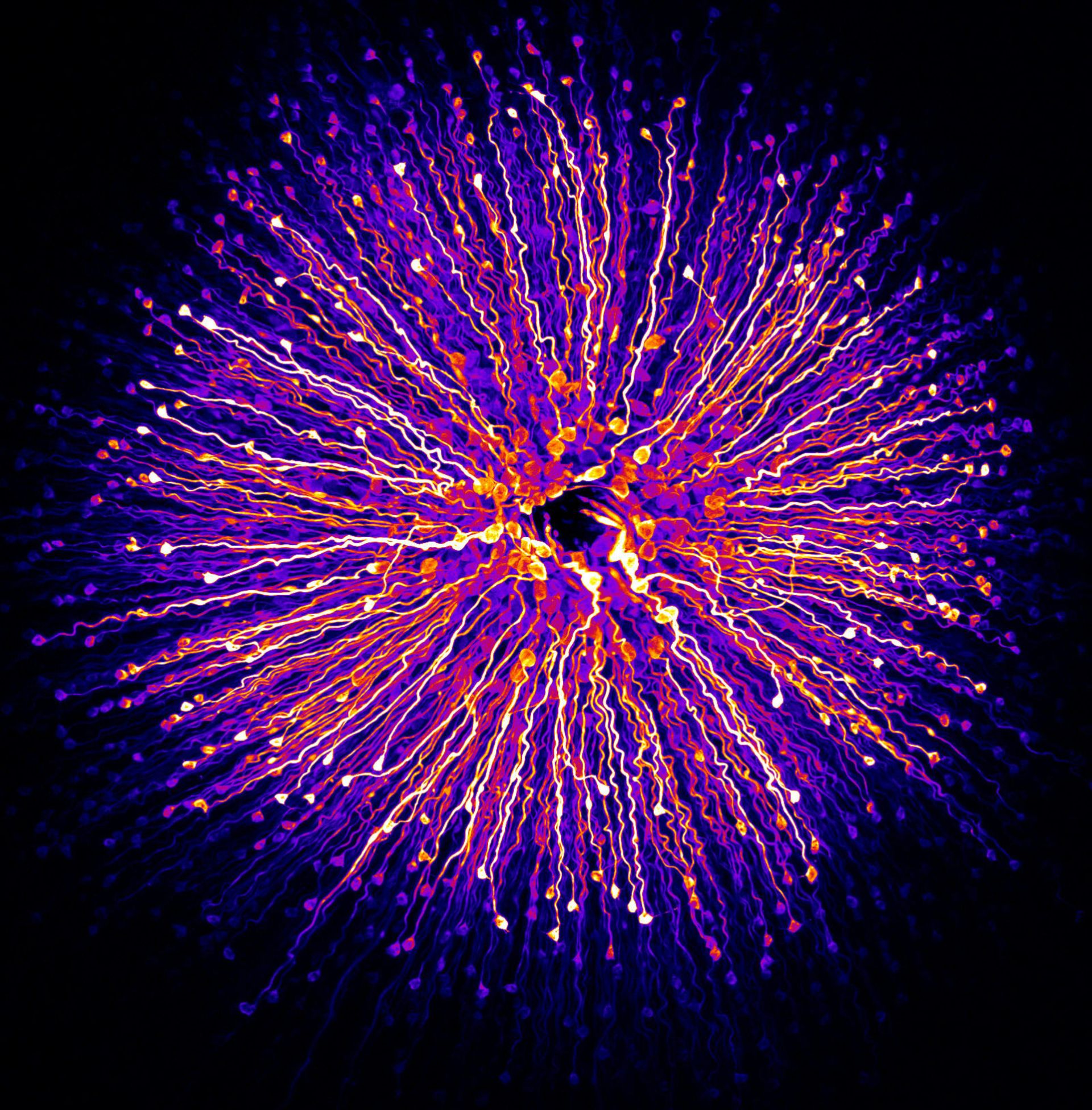 مسابقه عکاسی دنیای کوچک نیکون 2018