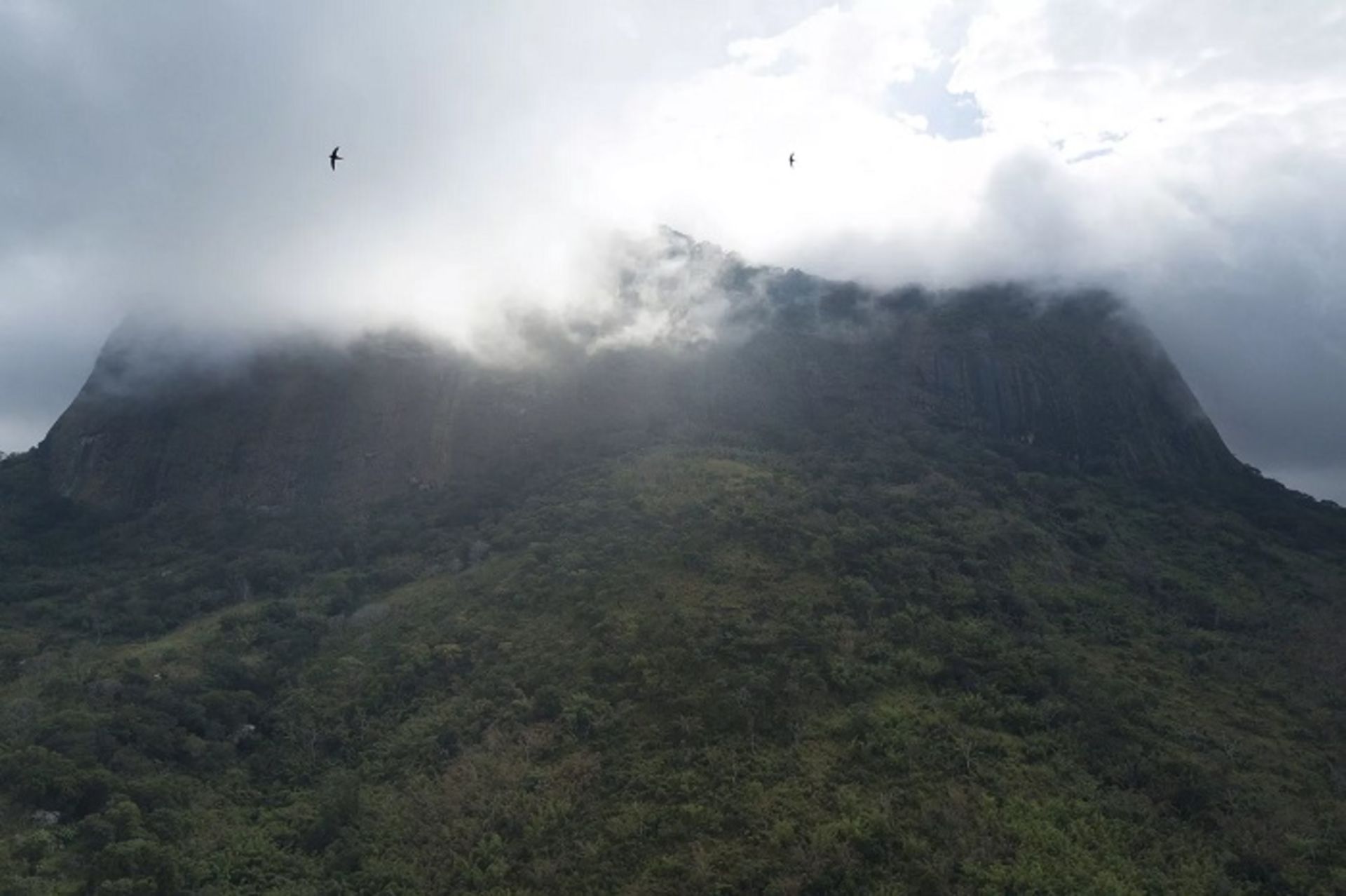 اکتشاف لیکو جنگل افریقا موزامبیک 