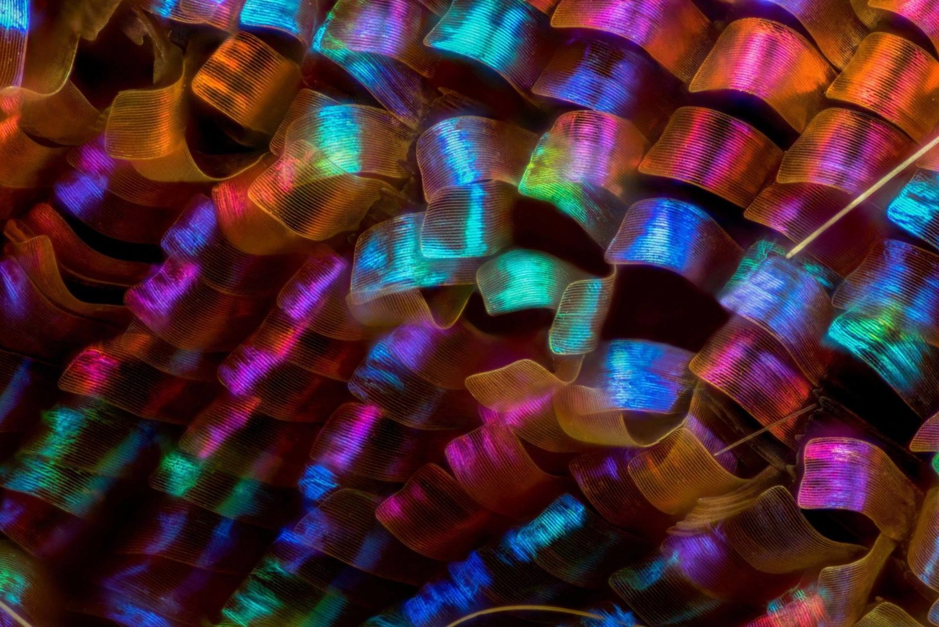 مسابقه عکاسی دنیای کوچک نیکون 2018