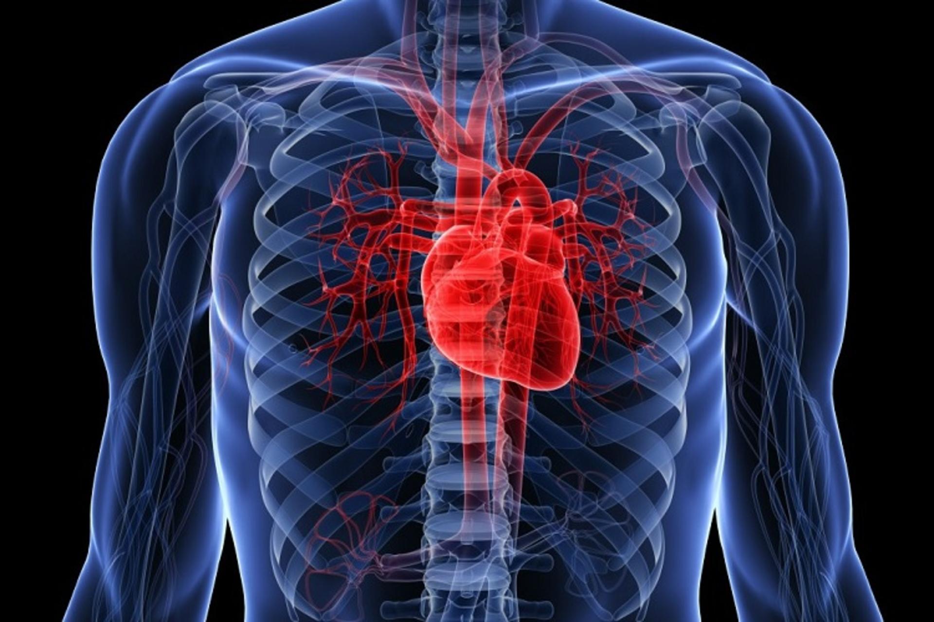 A closer look at the human body: an overview of the heart and its function