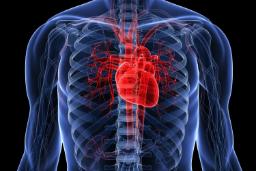 نگاهی دقیق‌تر به بدن انسان: شرحی کلی بر قلب و عملکرد آن