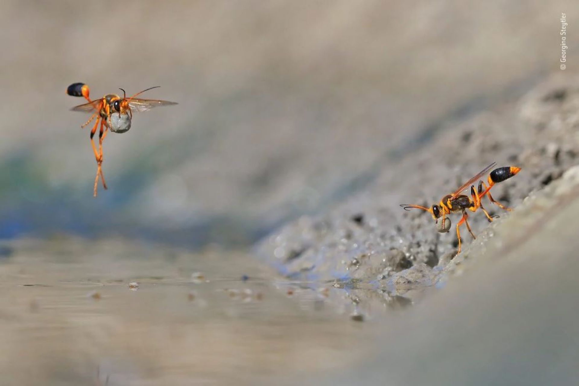 برترین تصاویر حیات وحش سال 2018