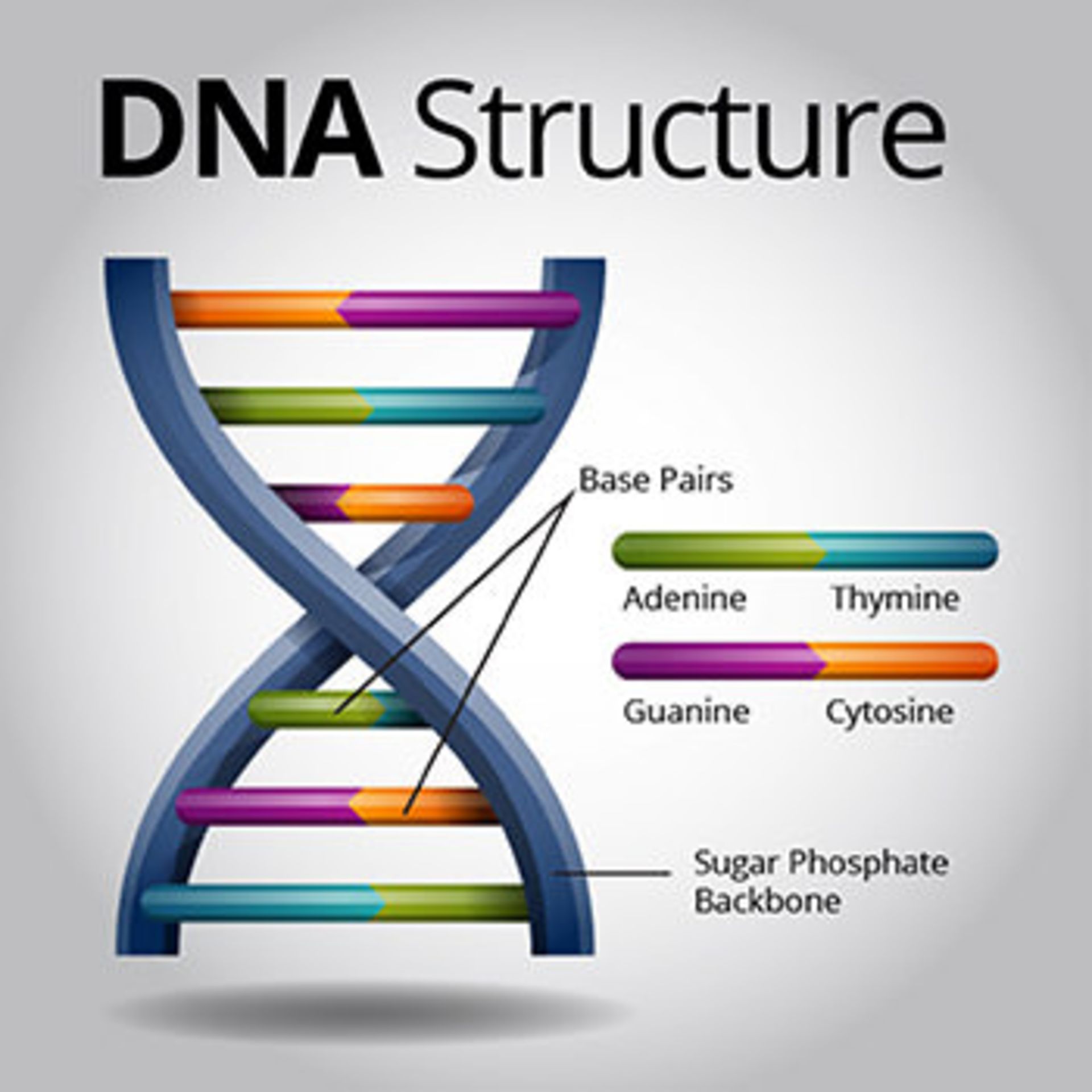 مرجع متخصصين ايران ساختار دي ان اي/DNA structure