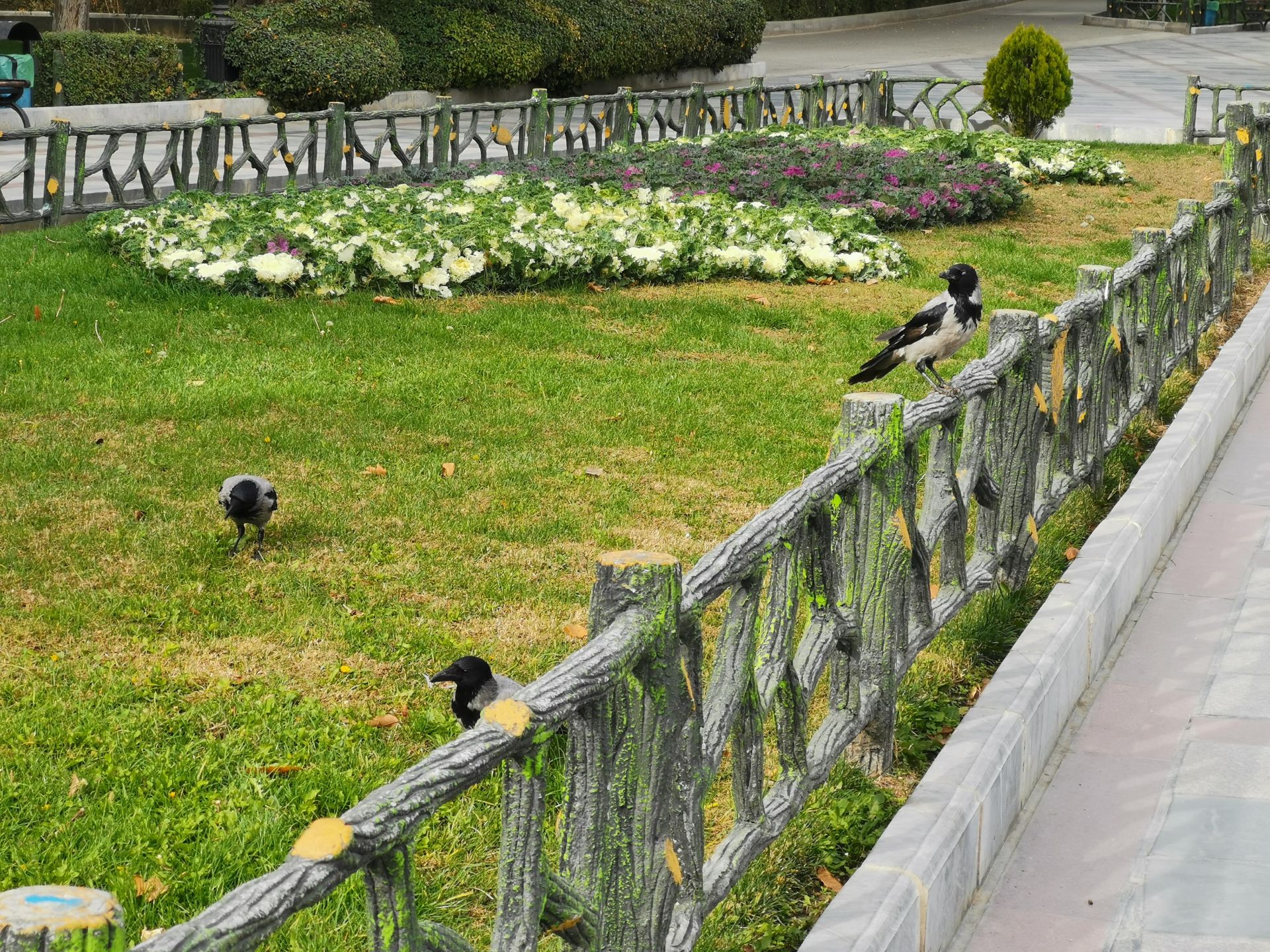 نمونه عکس دوربین میت 20 پرو