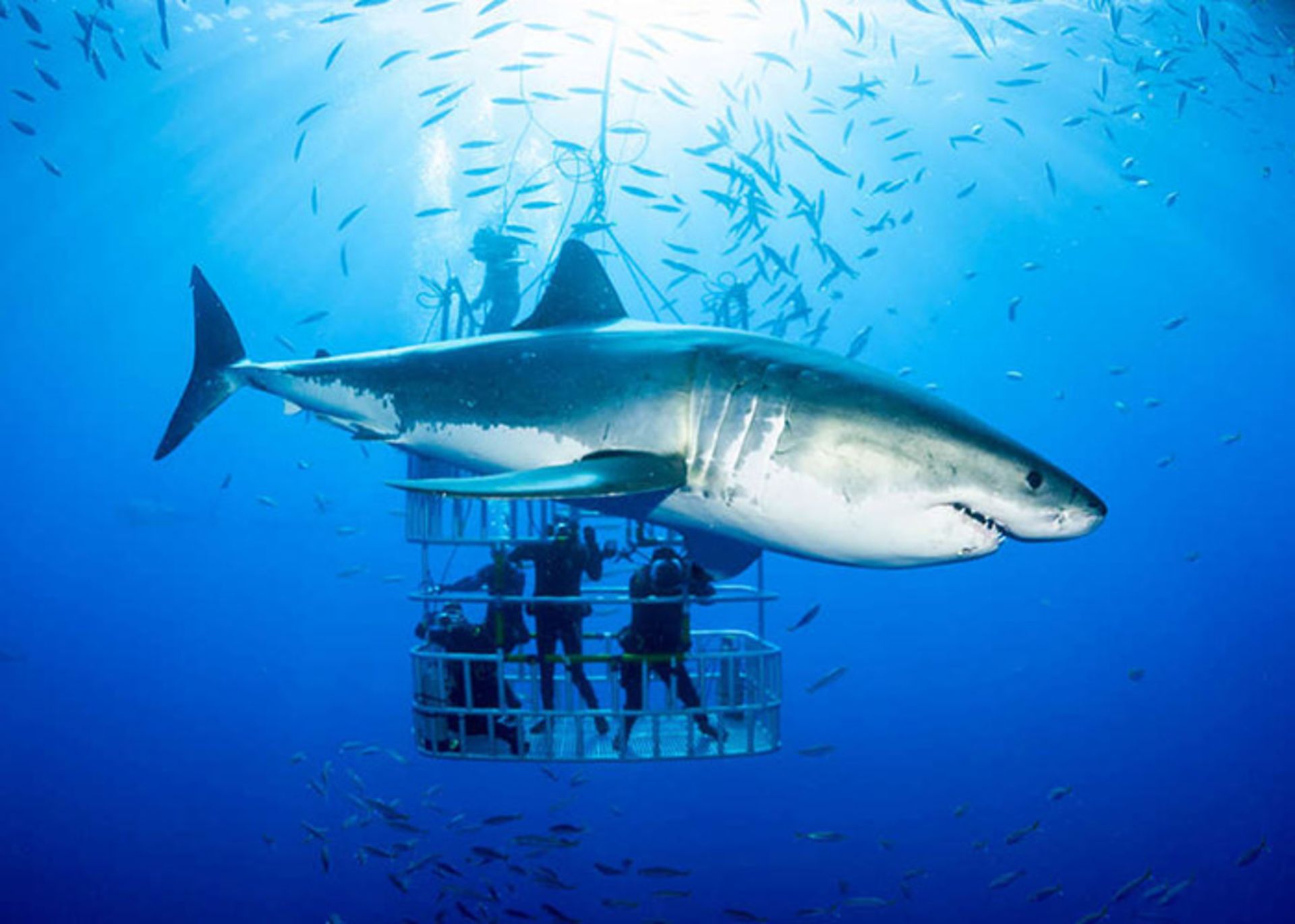 خطر کارآفرینی