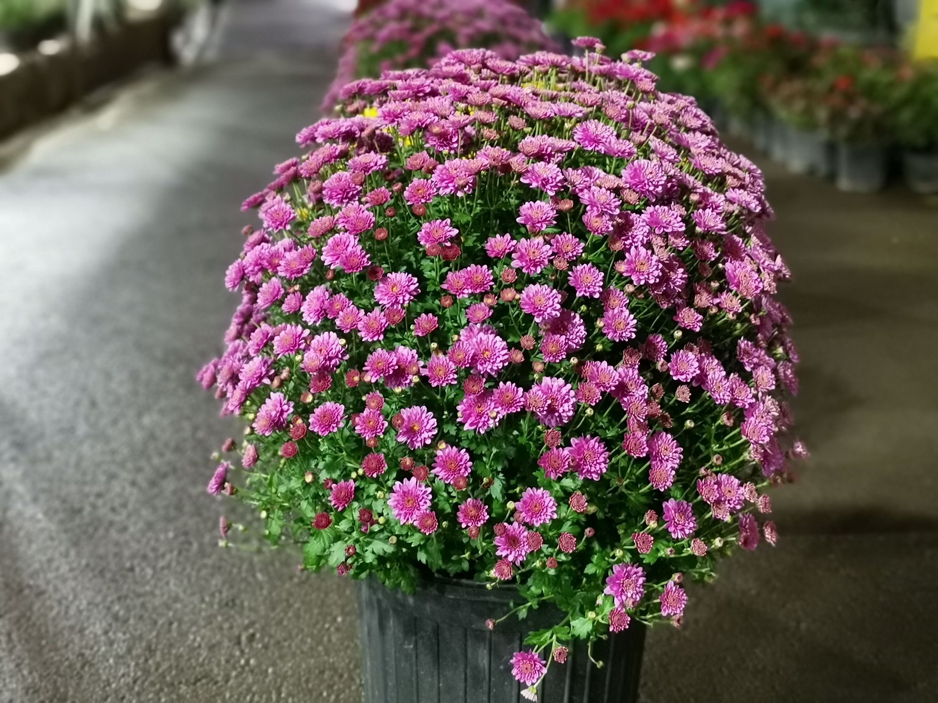 دیافراگم عریض شب