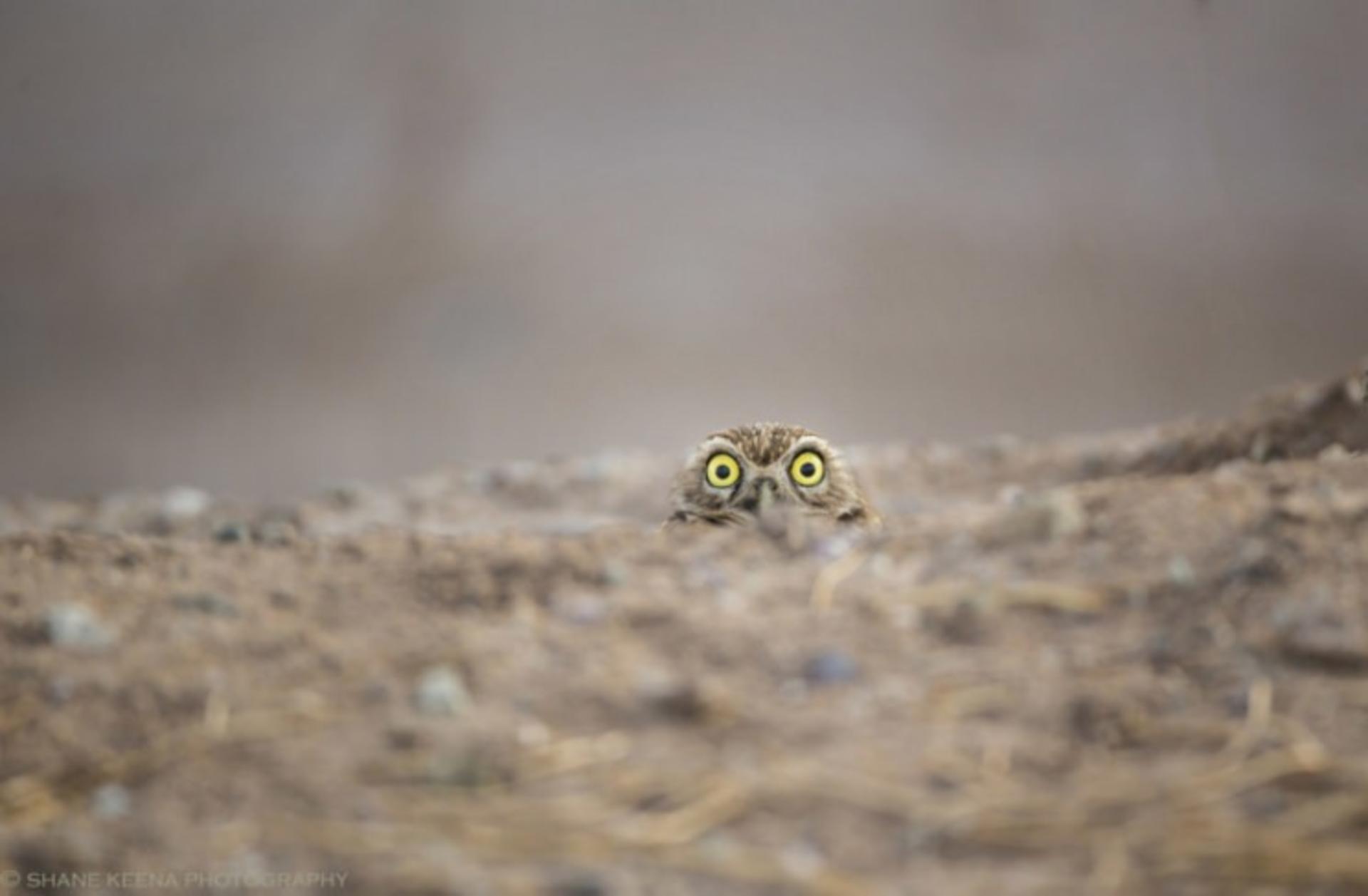 عکاسی حیات وحش / wild life photography
