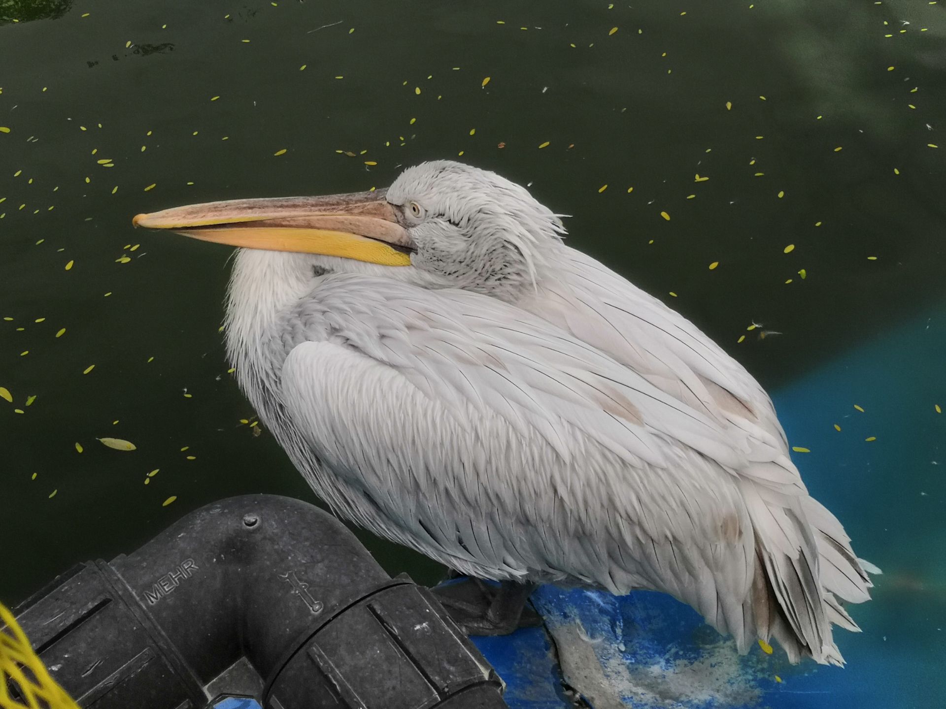 تصاویر نمونه آنر 10