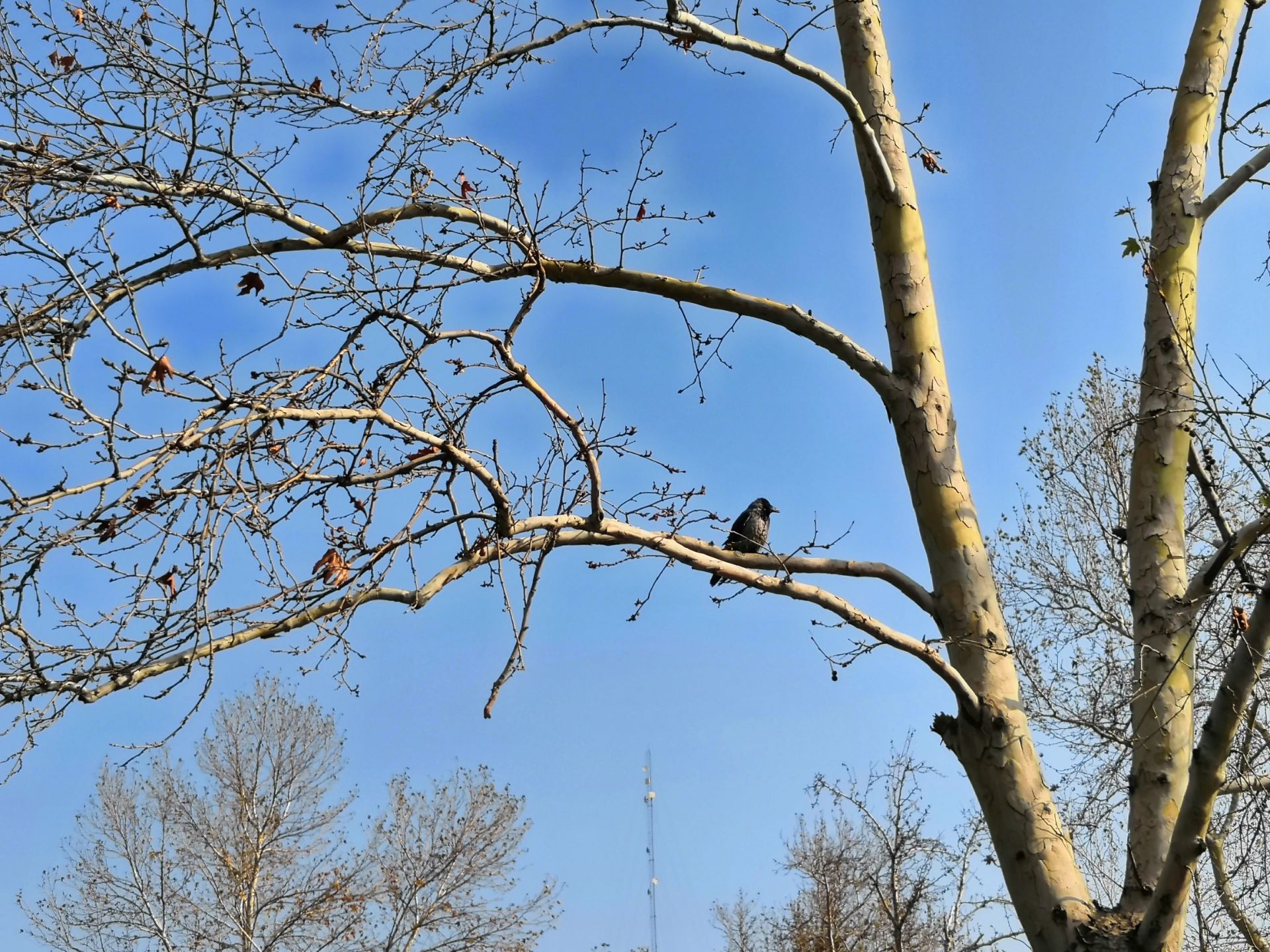 تصاویر نمونه آنر 10