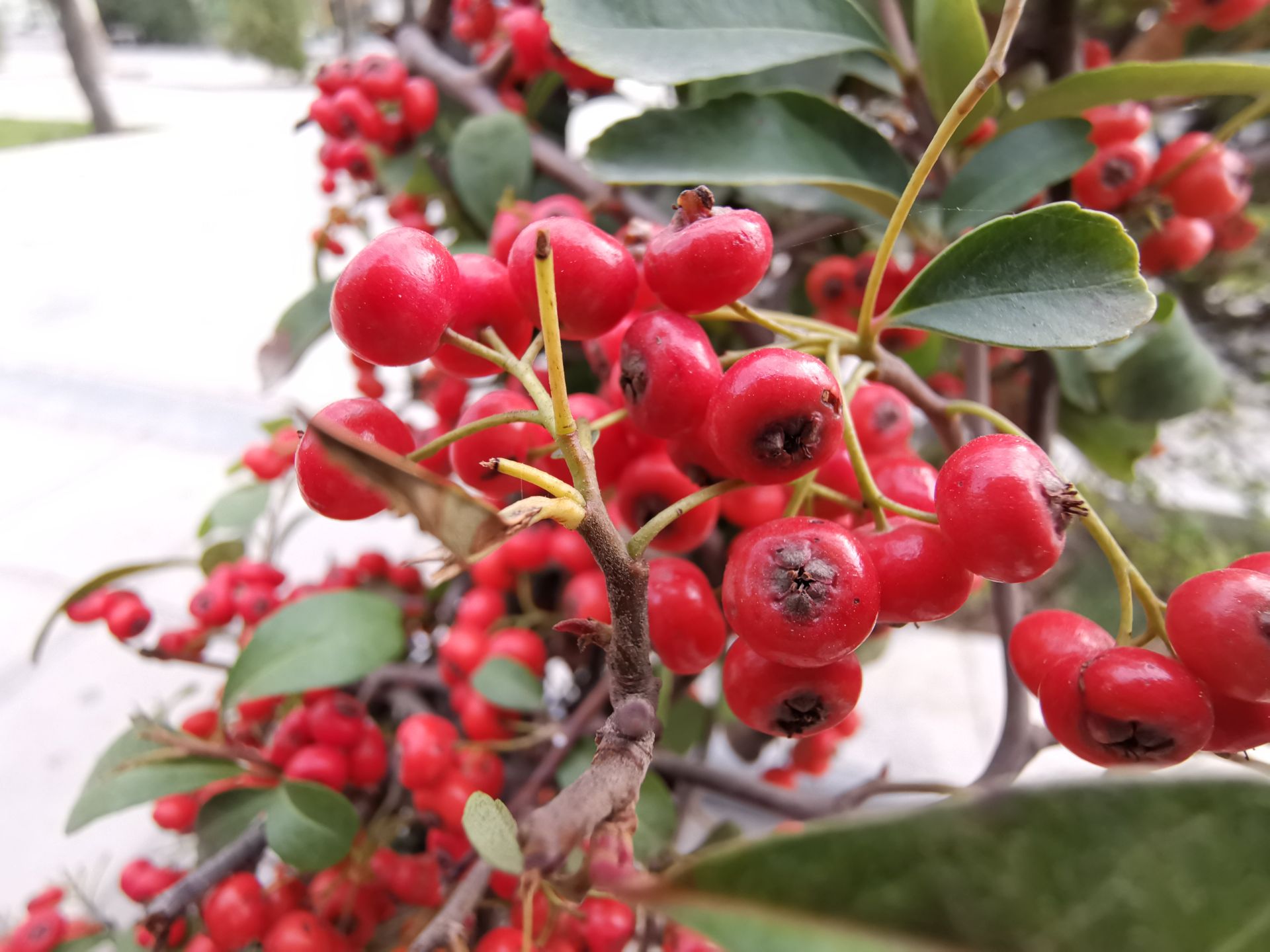 نمونه عکس دوربین میت 20 پرو