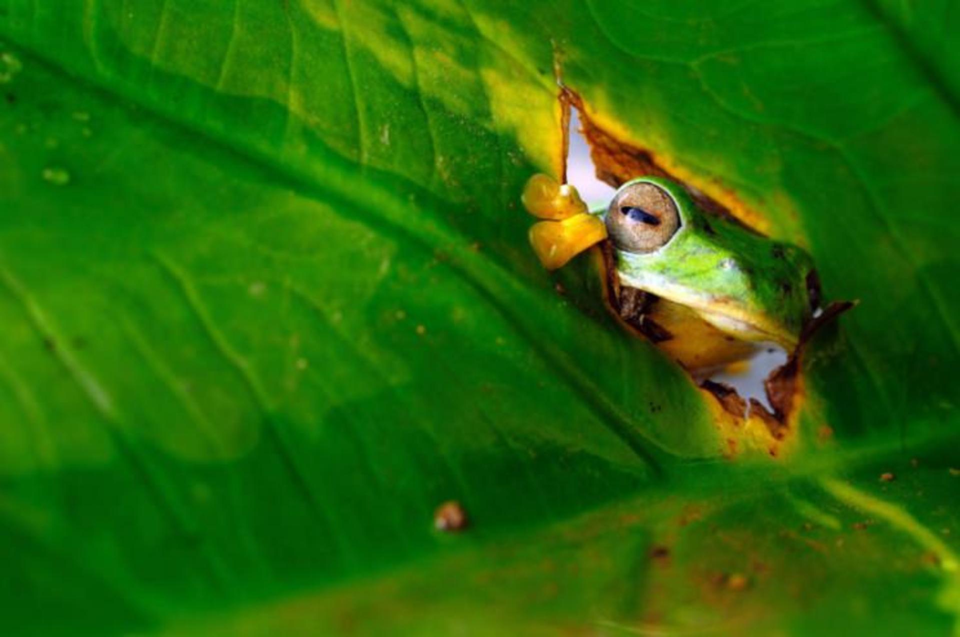 عکاسی حیات وحش / wild life photography