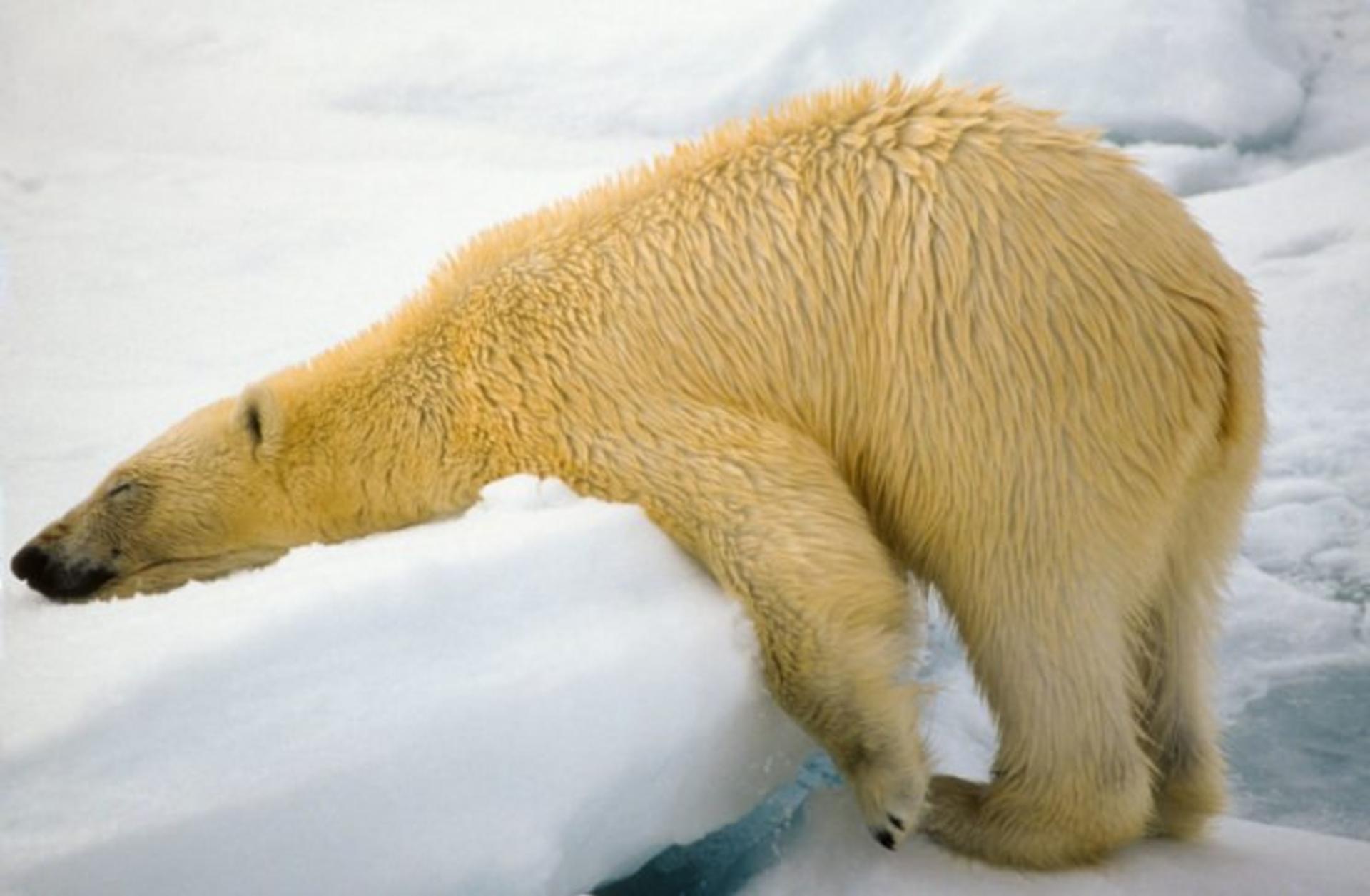 عکاسی حیات وحش / wild life photography