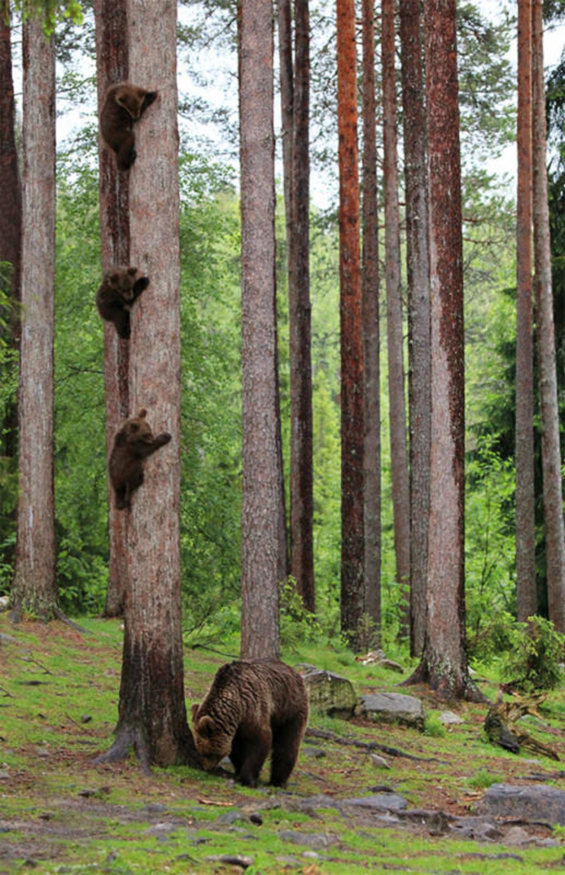 عکاسی حیات وحش / wild life photography