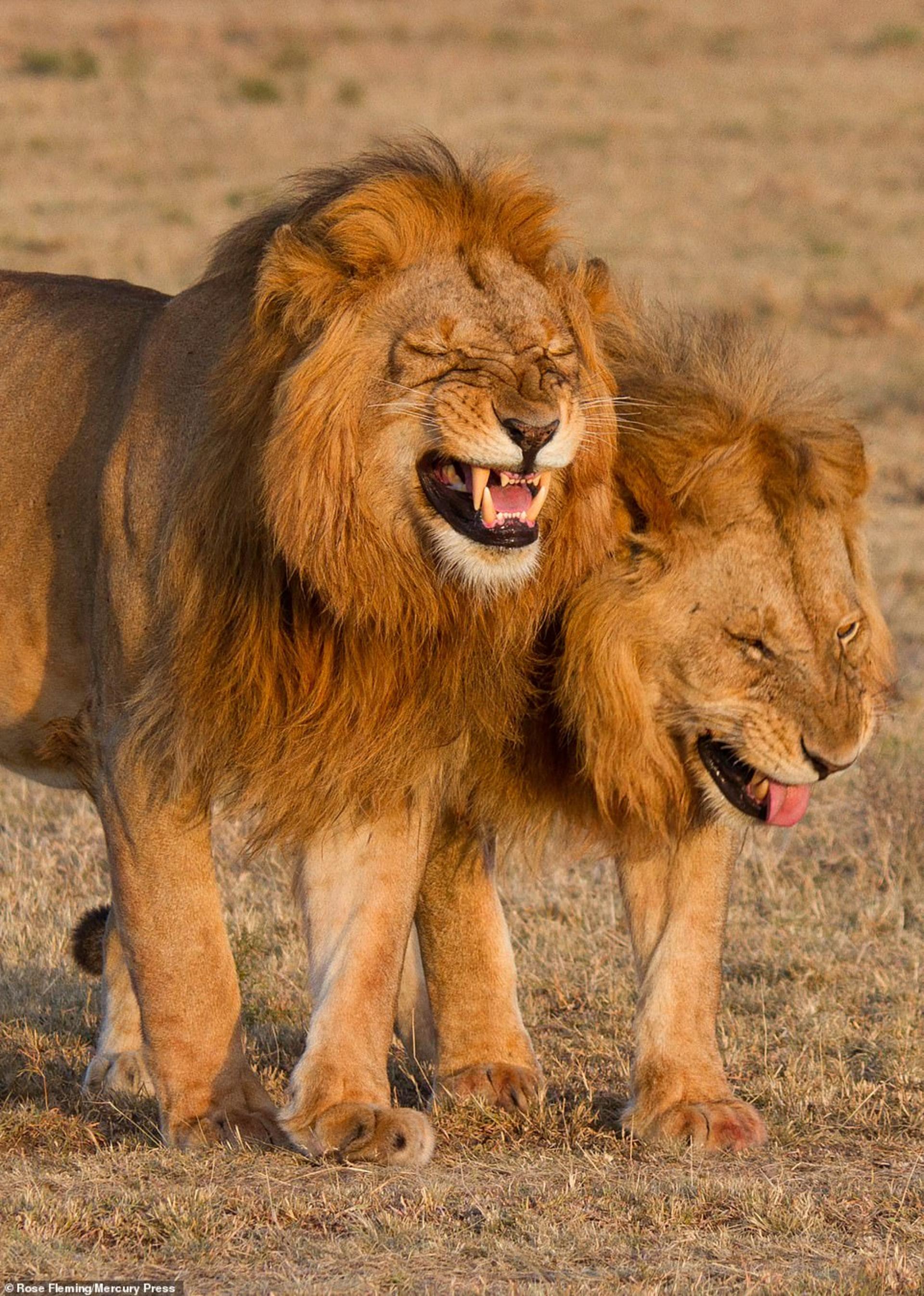 شیر / Lion