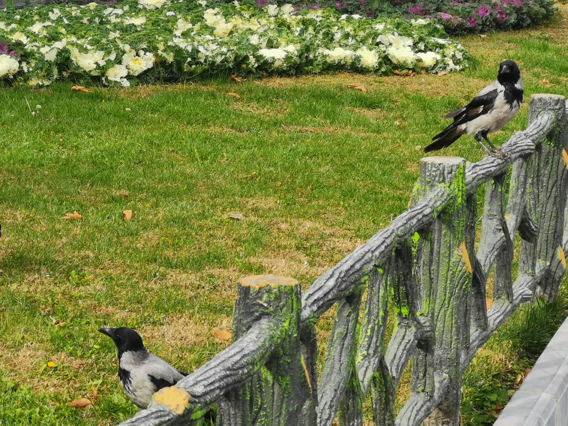 نمونه عکس دوربین میت 20 پرو