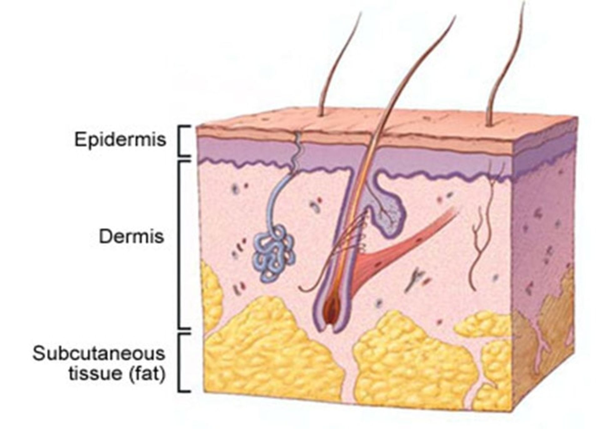 Skin structure