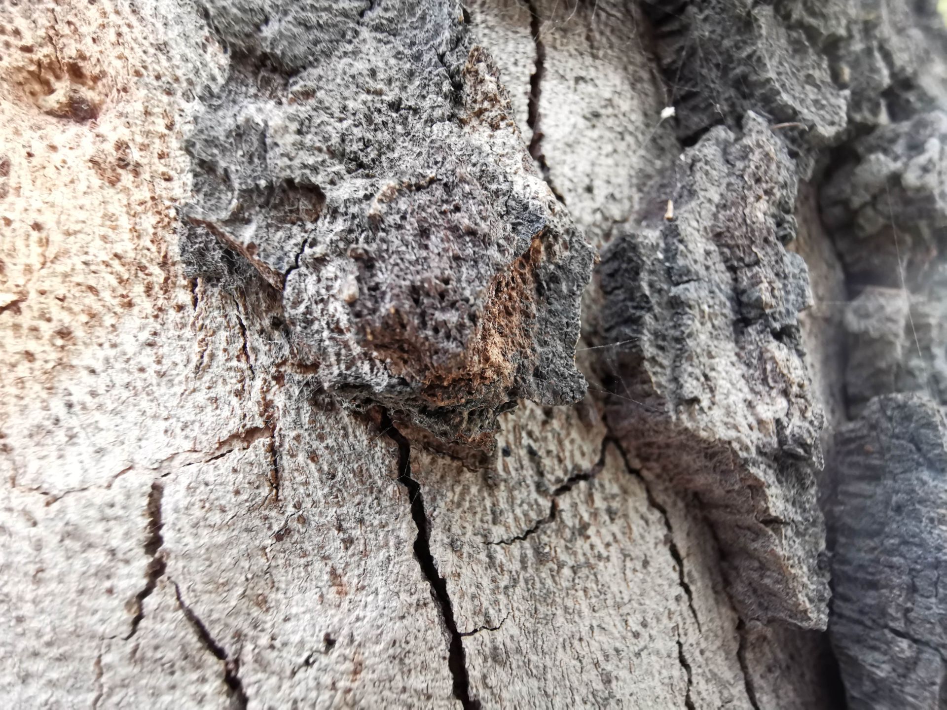 نمونه عکس دوربین میت 20 پرو