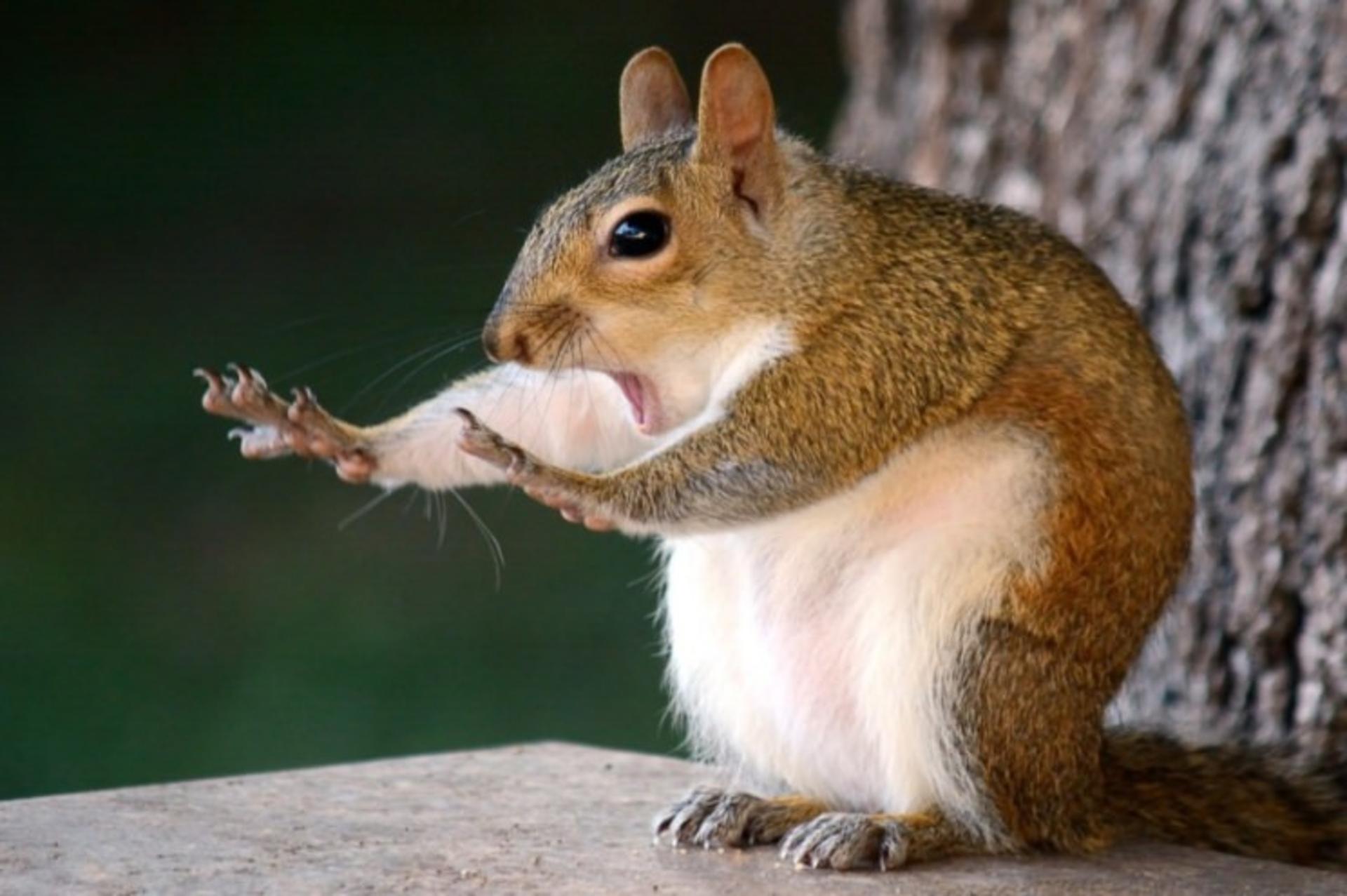 عکاسی حیات وحش / wild life photography