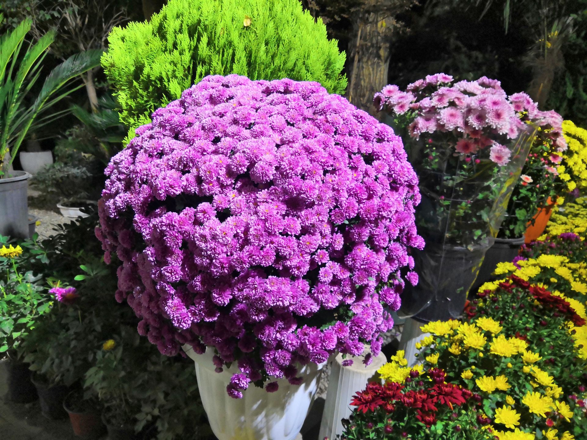 تصاویر نمونه آنر 10