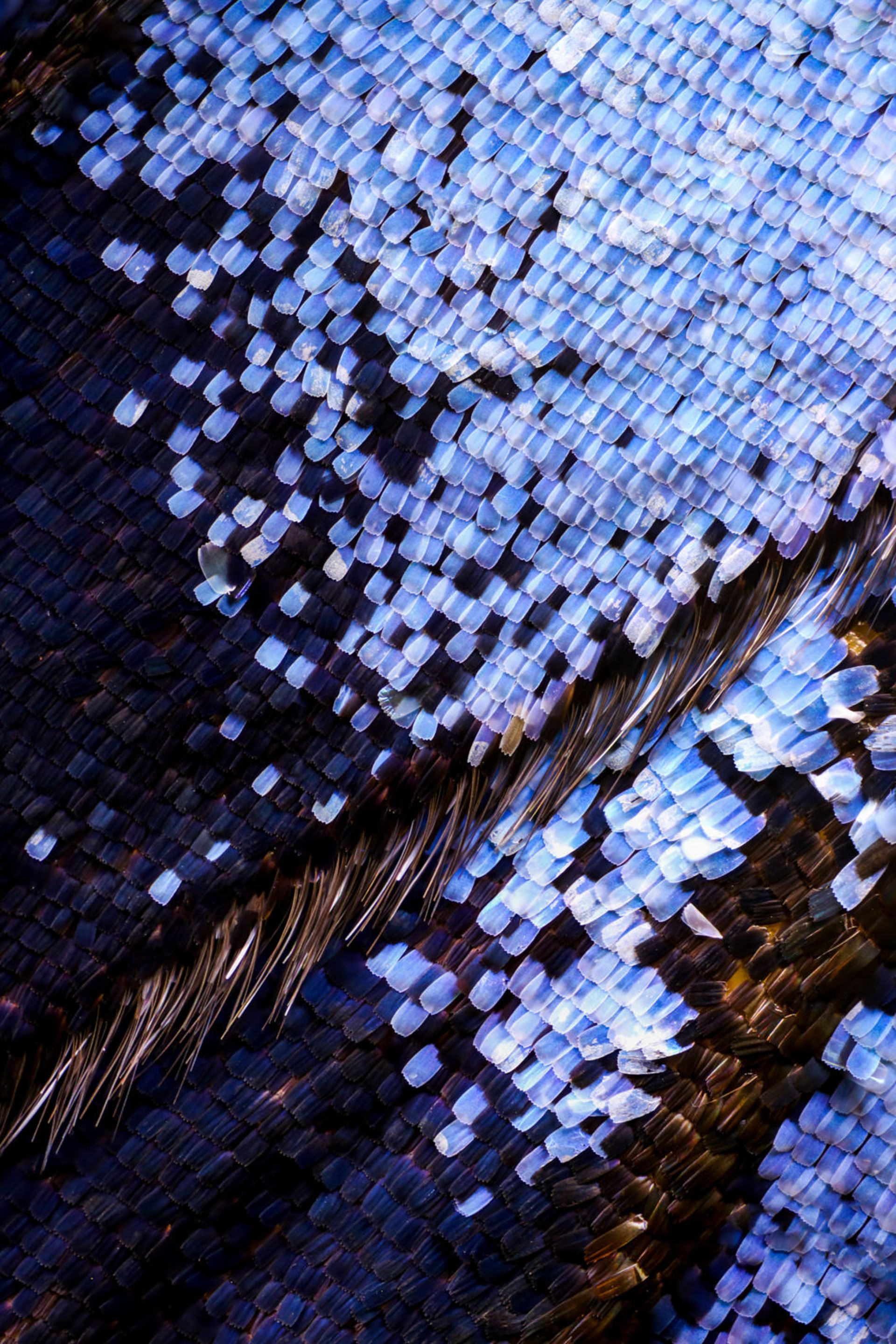 تصاویر ماکرو از بال پروانه