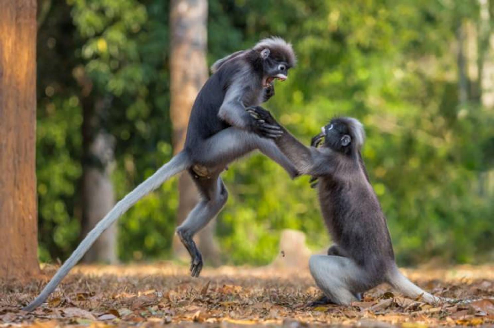 عکاسی حیات وحش / wild life photography