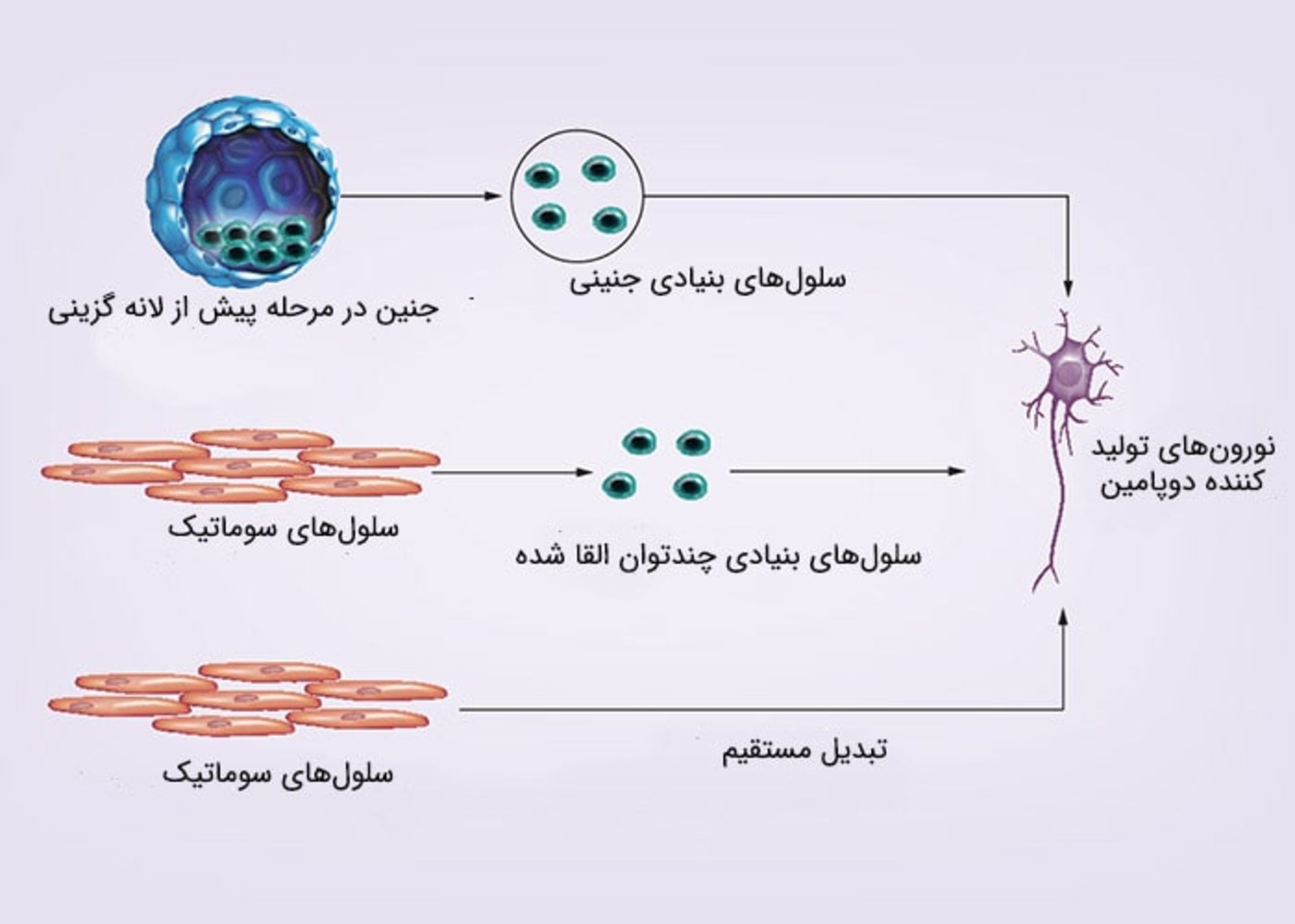 درمان های جدید پارکینسون بر اساس سلول های بنیادی