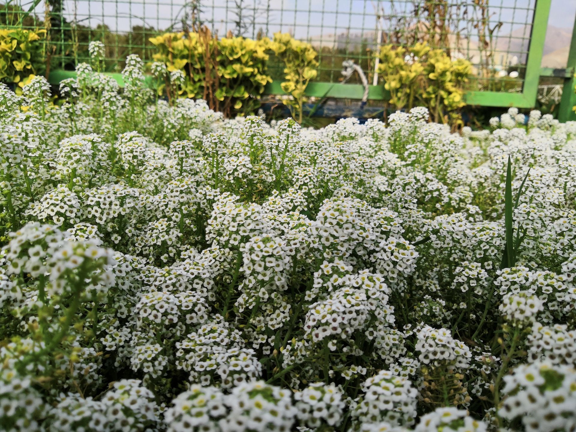 تصاویر نمونه آنر 10