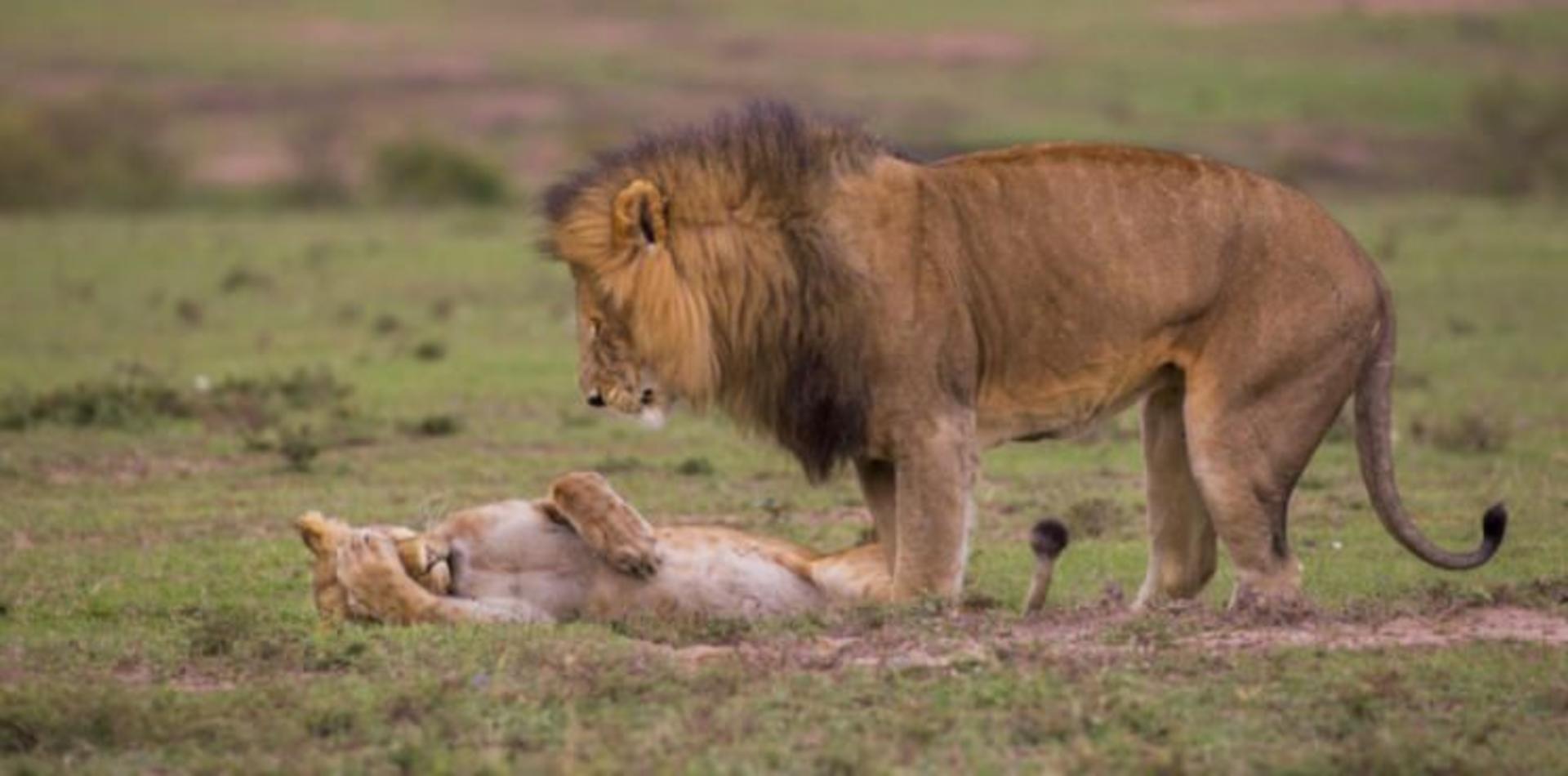 عکاسی حیات وحش / wild life photography