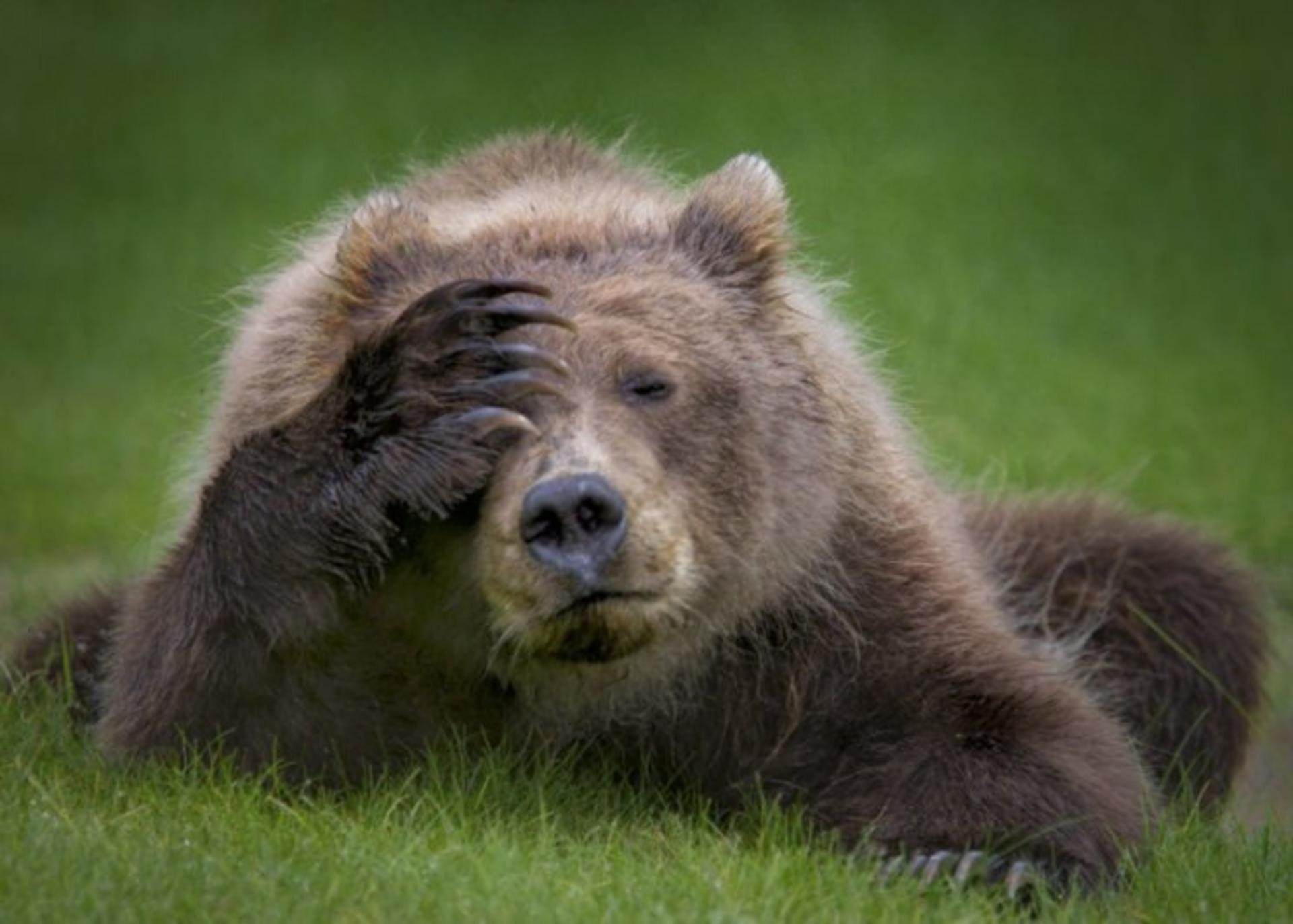 عکاسی حیات وحش / wild life photography