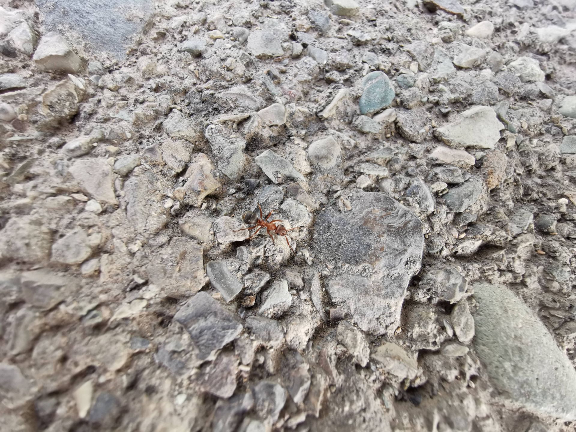 نمونه عکس دوربین میت 20 پرو