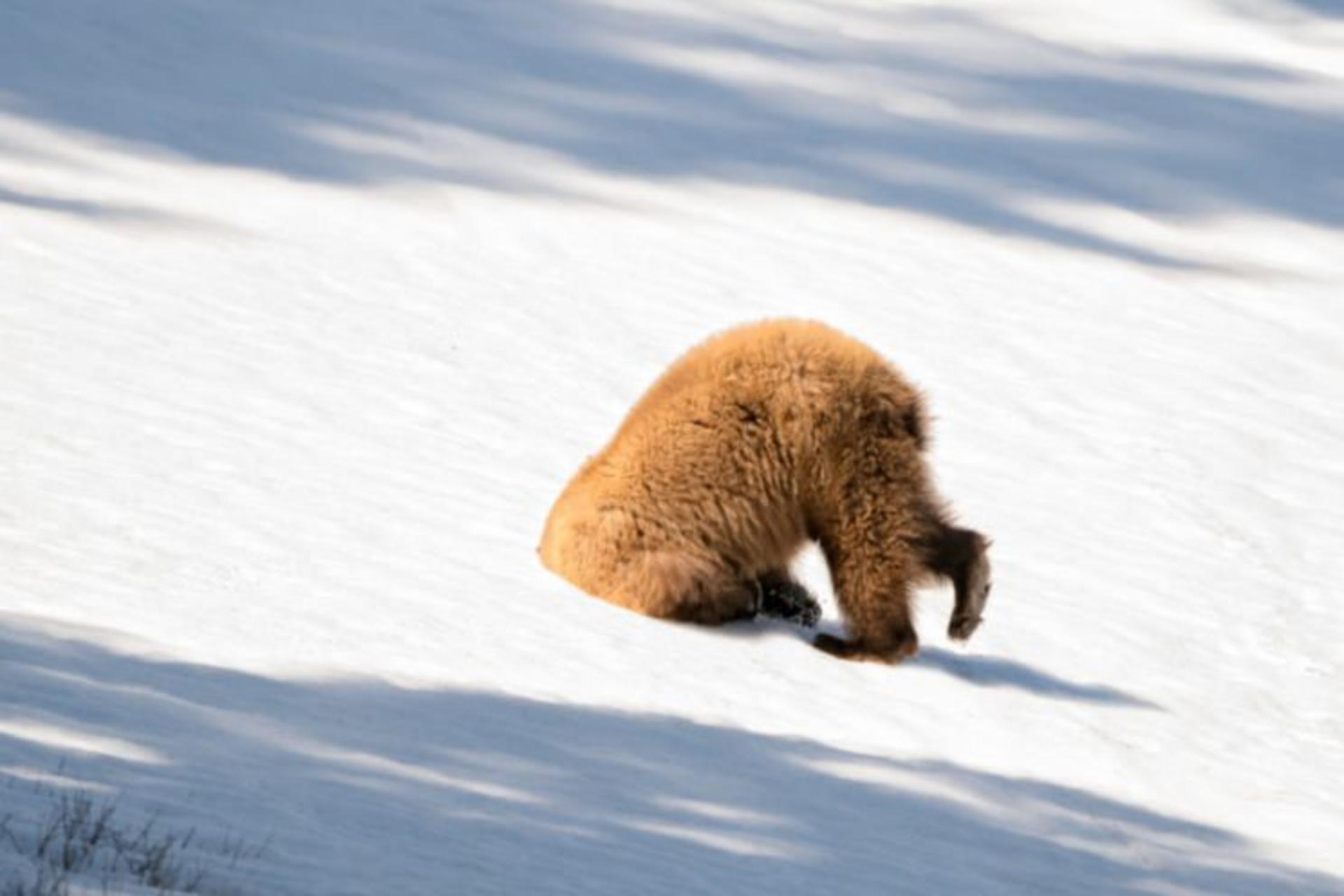 عکاسی حیات وحش / wild life photography