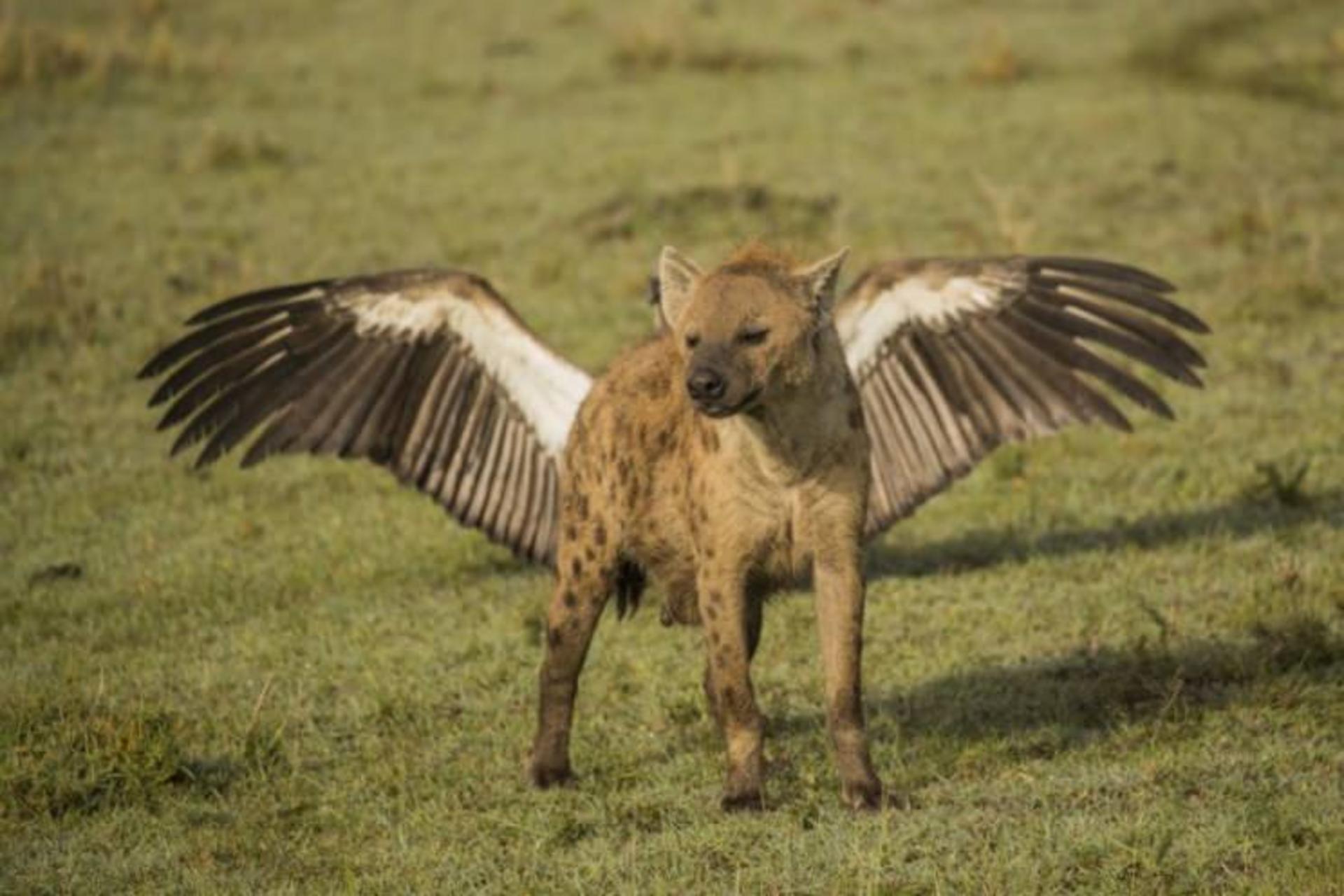 عکاسی حیات وحش / wild life photography