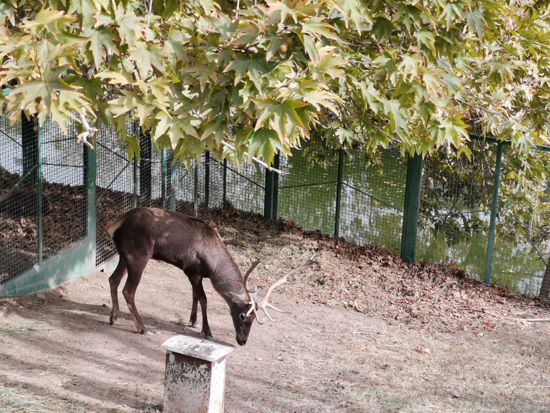 نمونه عکس دوربین میت 20 پرو