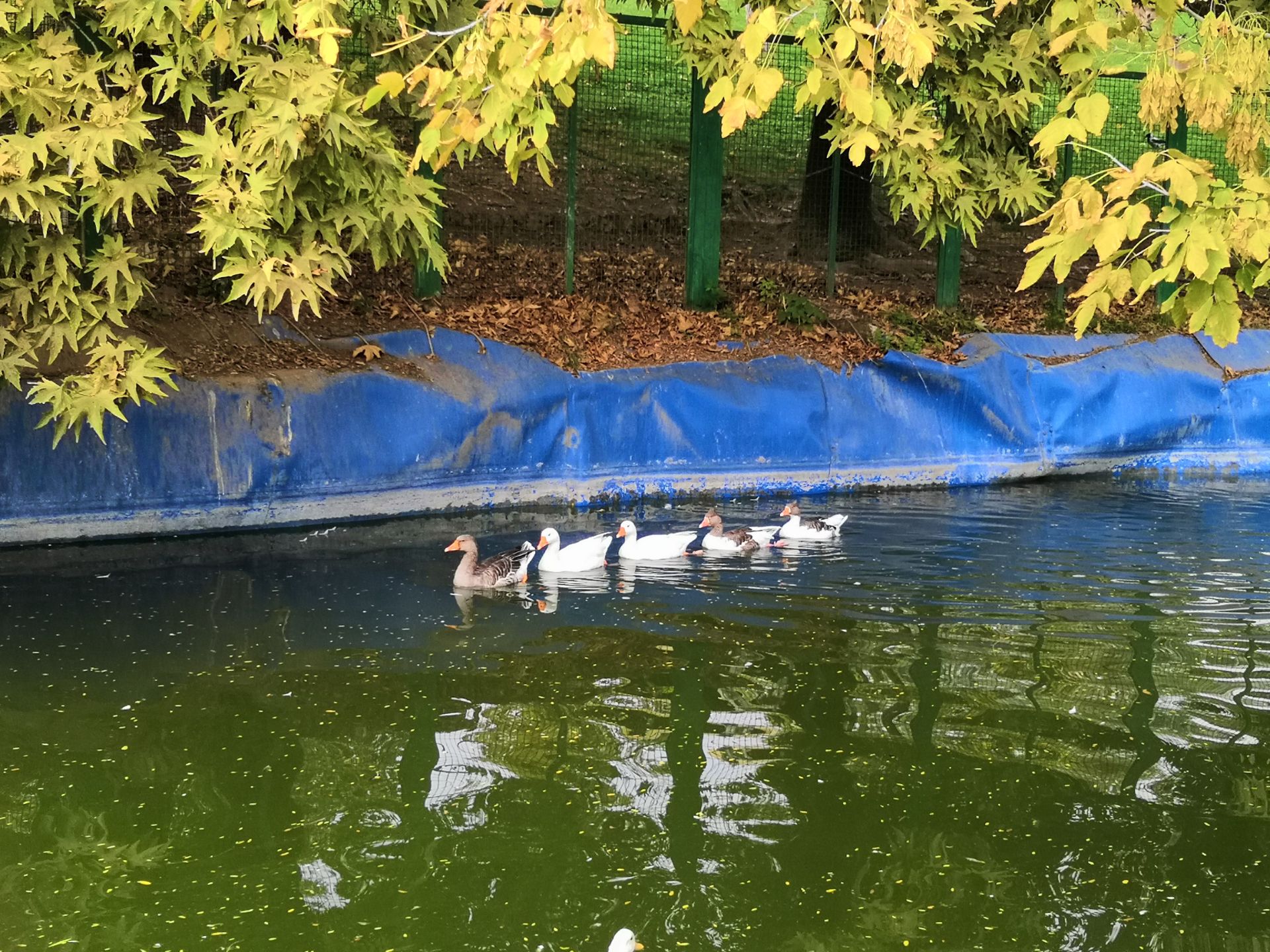 تصاویر نمونه آنر 10