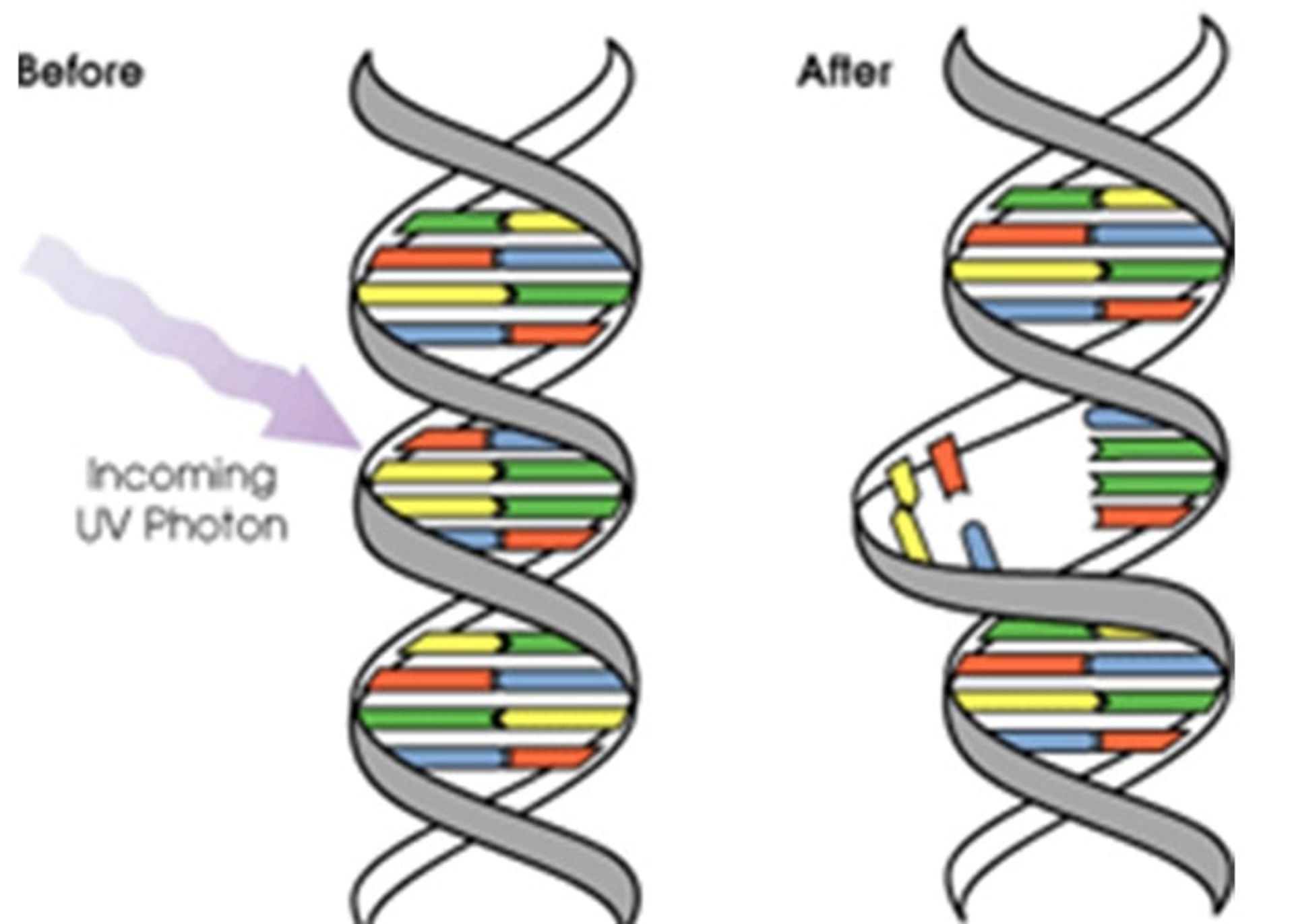 DNA damage by light