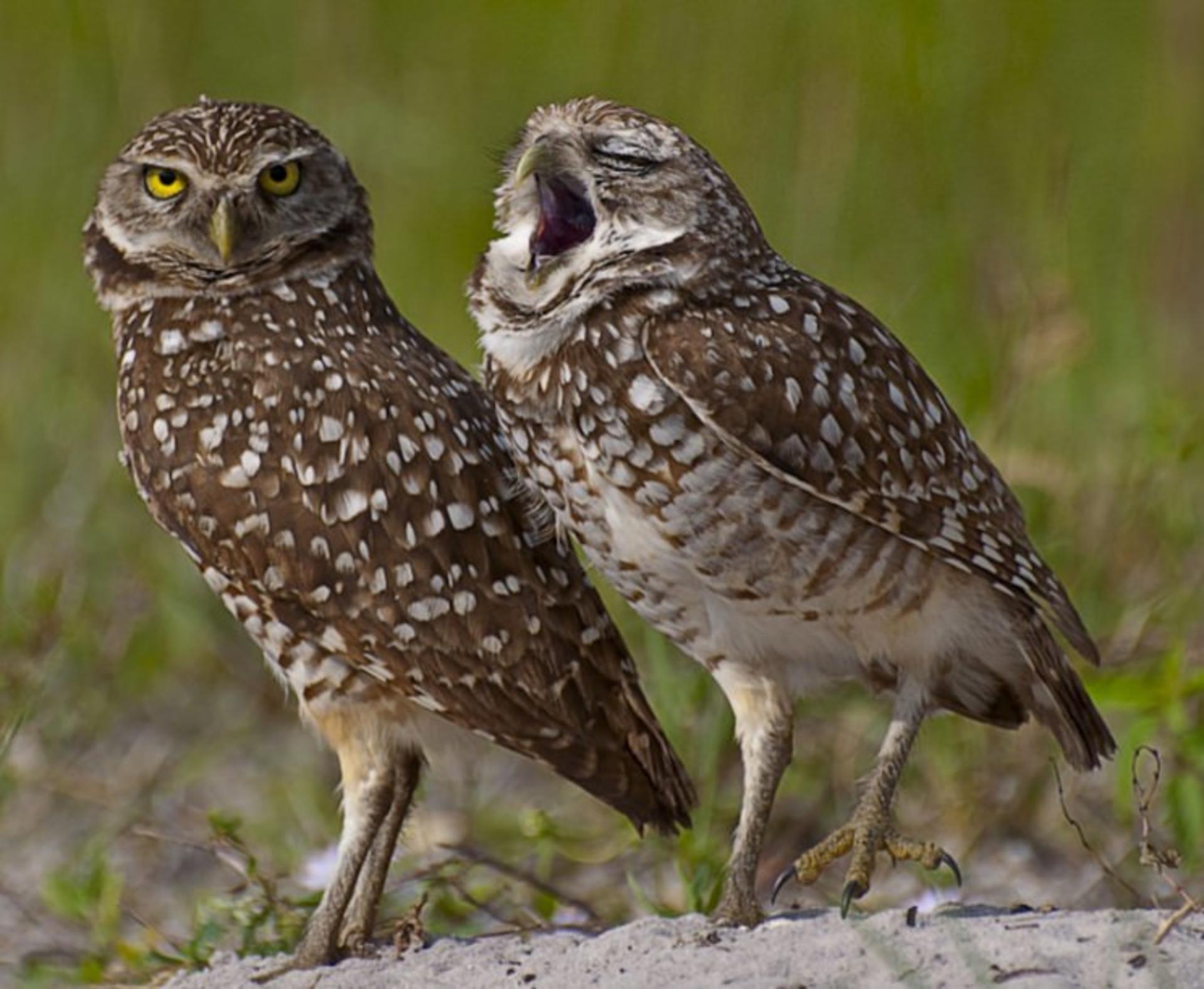 عکاسی حیات وحش / wild life photography