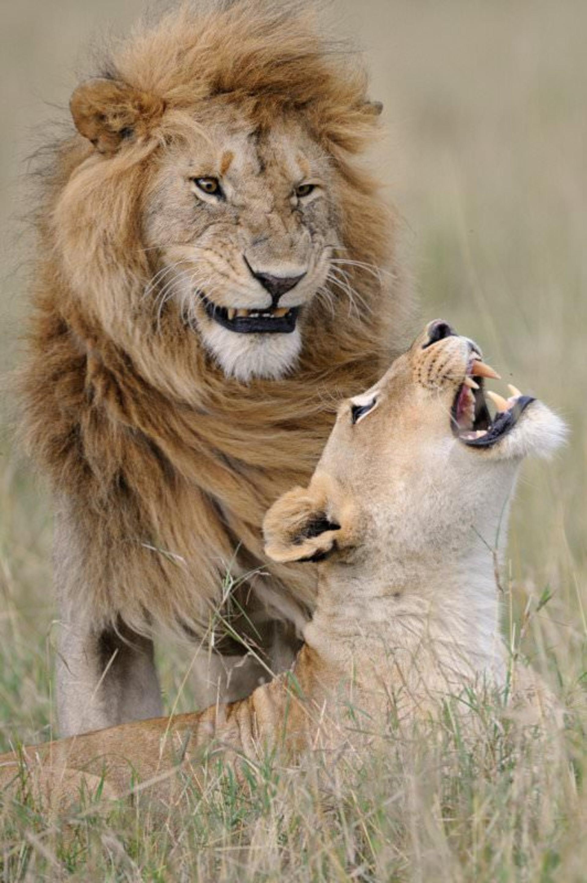 عکاسی حیات وحش / wild life photography