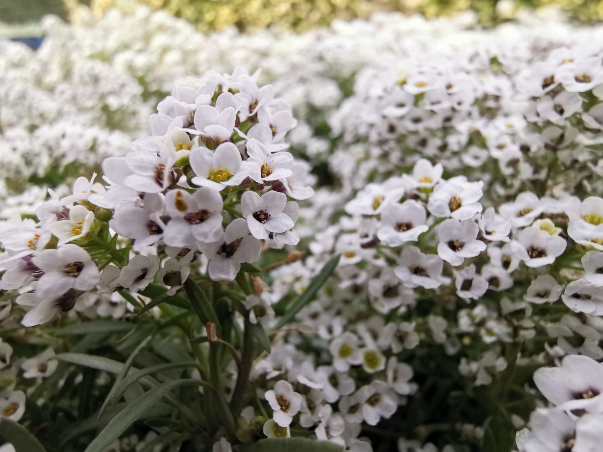 نمونه عکس دوربین میت 20 پرو