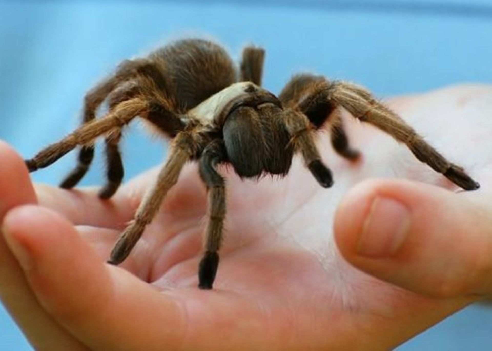 درمان عنکبوت هراسی