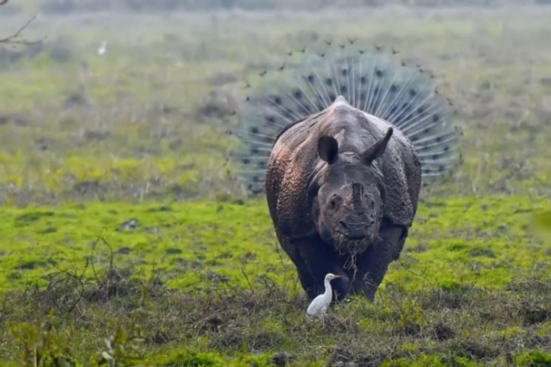 عکاسی حیات وحش / wild life photography
