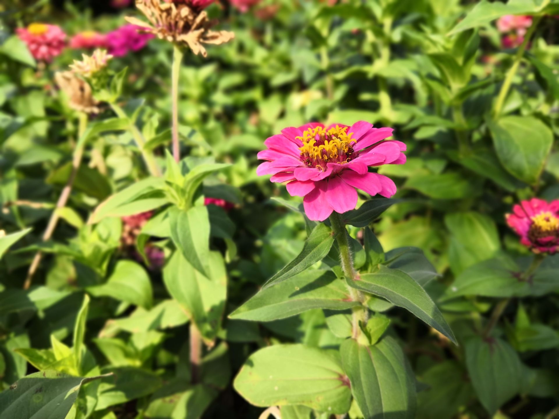 تصاویر نمونه آنر 10