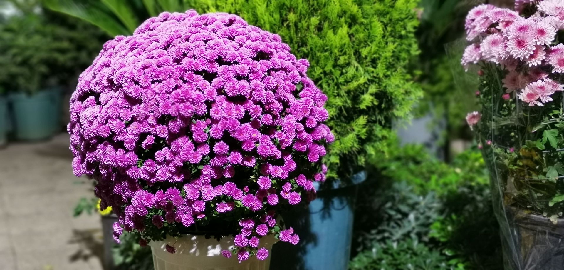 نمونه عکس دوربین میت 20 پرو