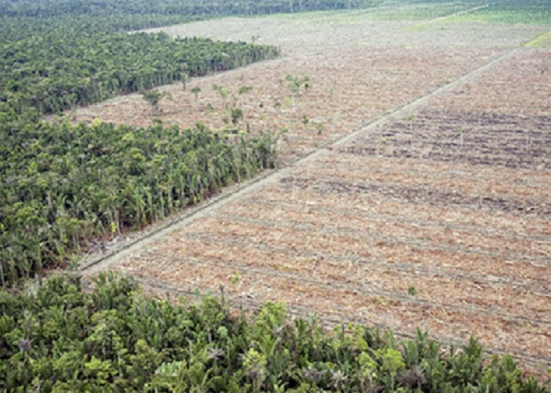 مرجع متخصصين ايران تخريب جنگل در بورنئو