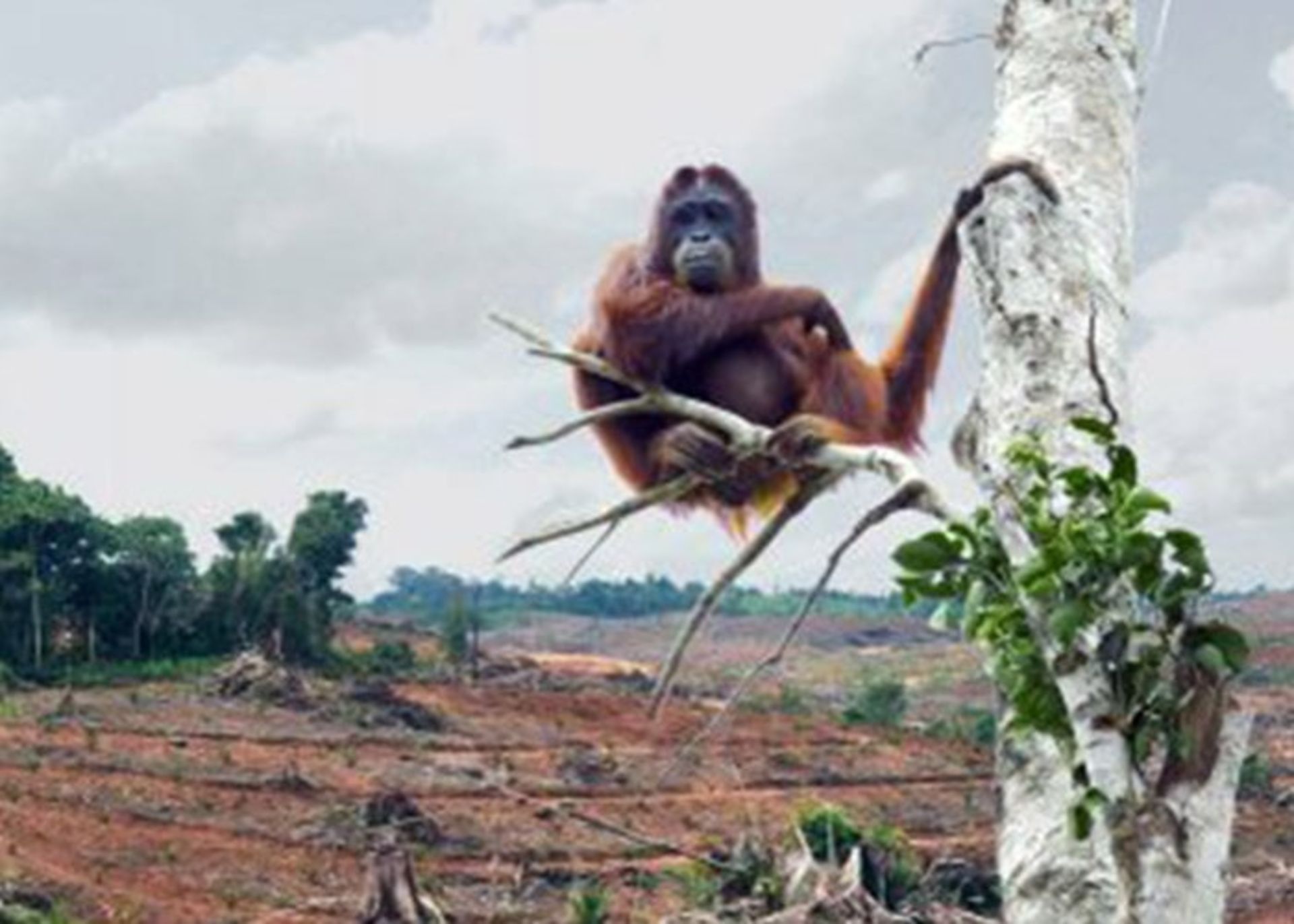 مرجع متخصصين ايران بي خانمان شدن اورانگوتان ها در اثر تخريب جنگل ها